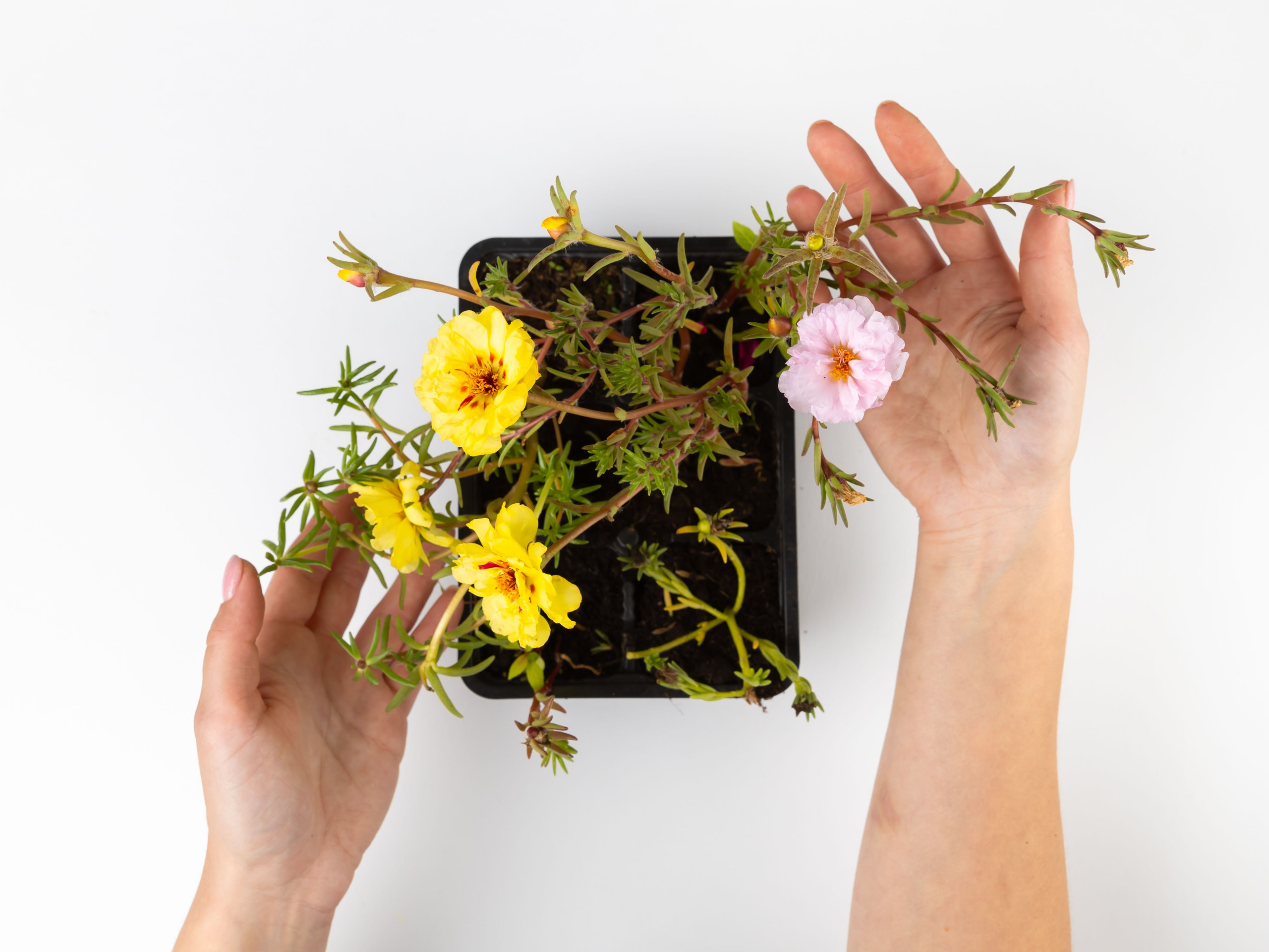 01.08.2025 Фотосессия Цветополис. ФОТОГРАФ ВИНОГРАДОВА ДАРЬЯ