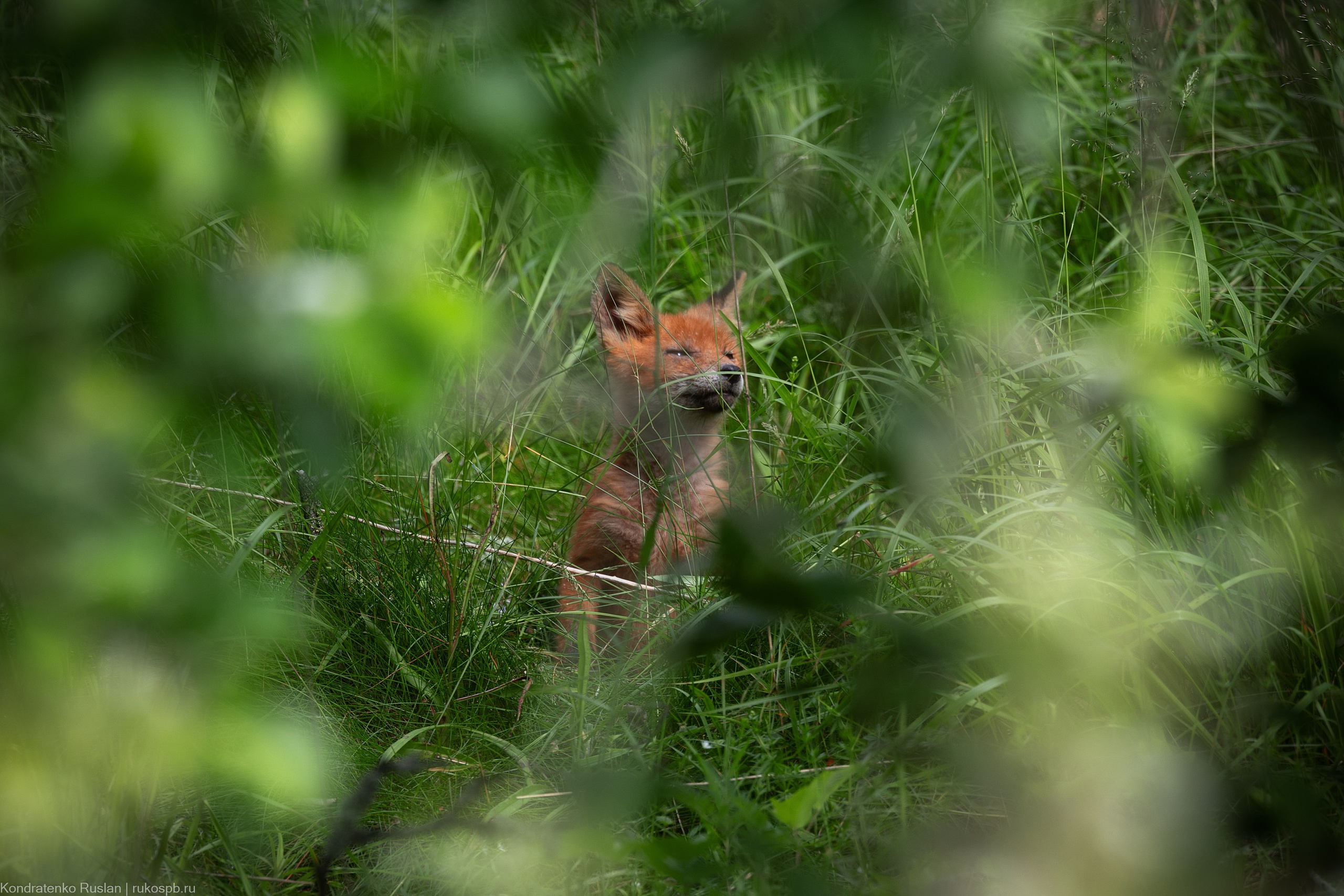 Лиса. Архитектурный и пейзажный фотограф Кондратенко Руслан, Санкт-Петербург