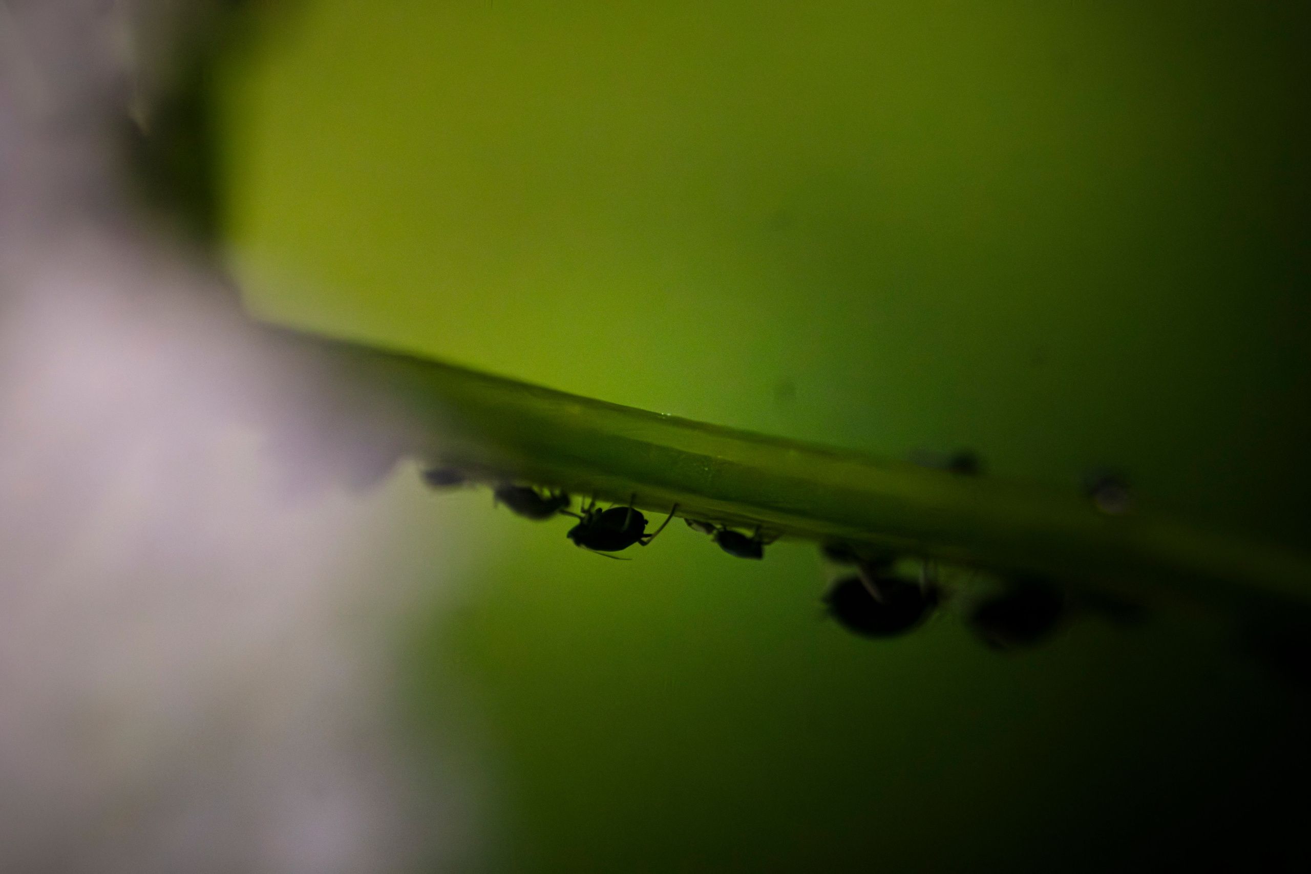 Макро жизнь. KRUTOVA_фотографирую жизнь