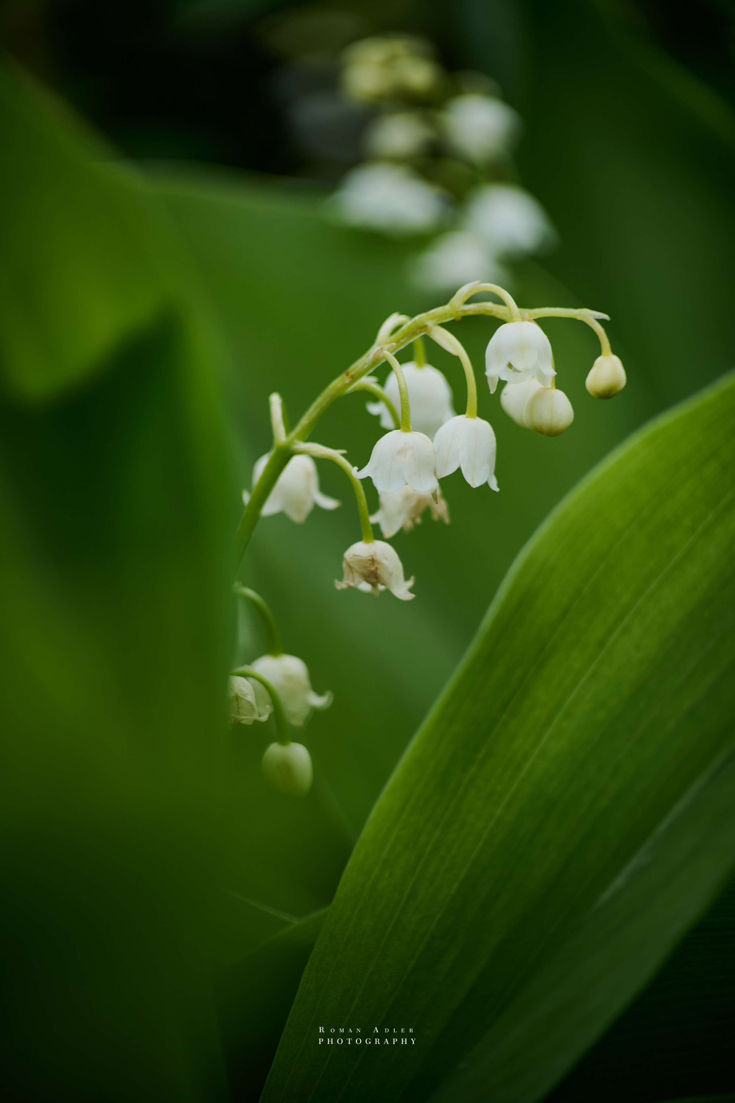 Ландыши фото. Фото цветов в интерьер. Фотограф роман Адлер. 