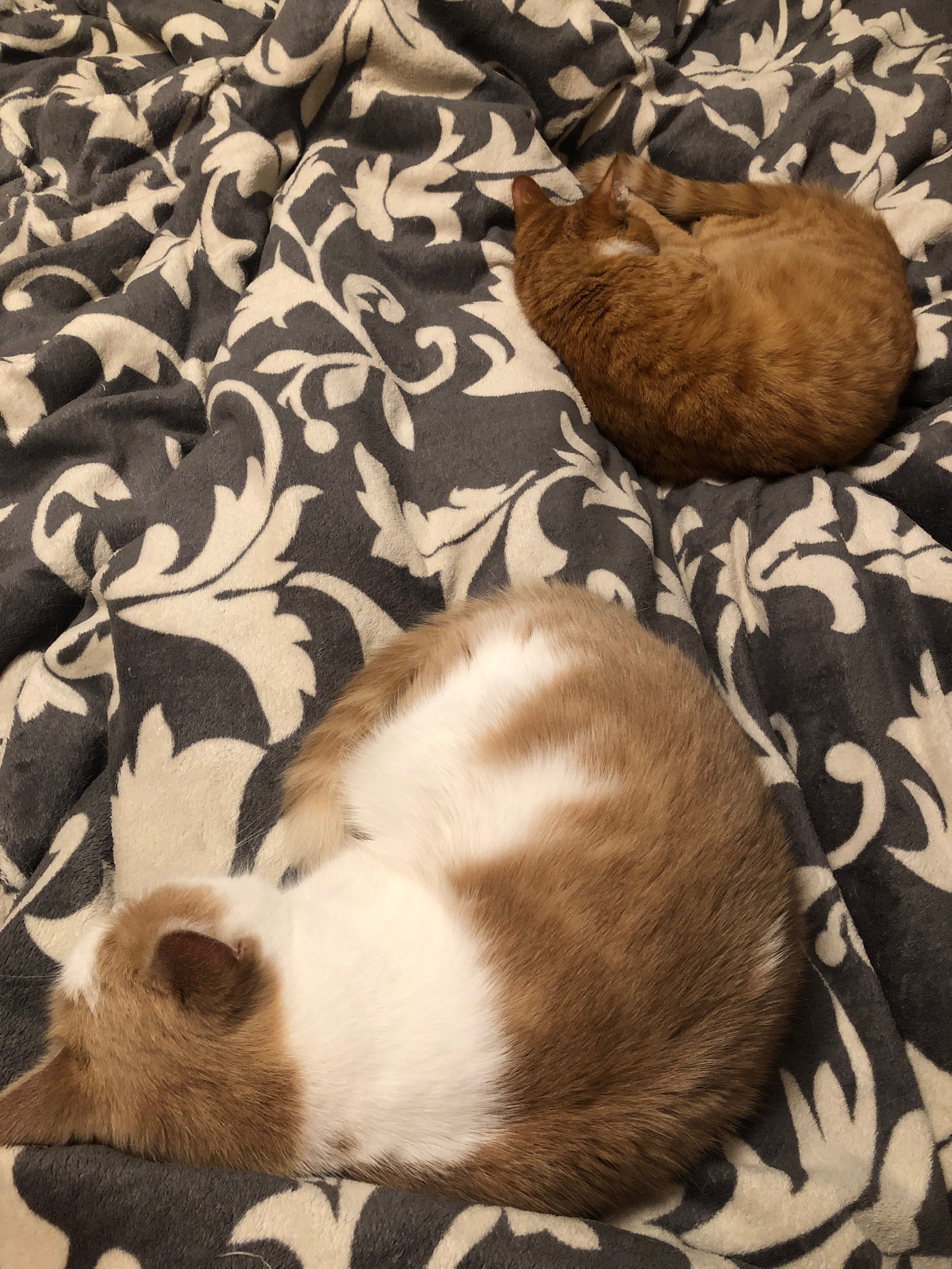 Ноябрь. Семейный, Свадебный фотограф СПБ Питер— Романова Екатерина