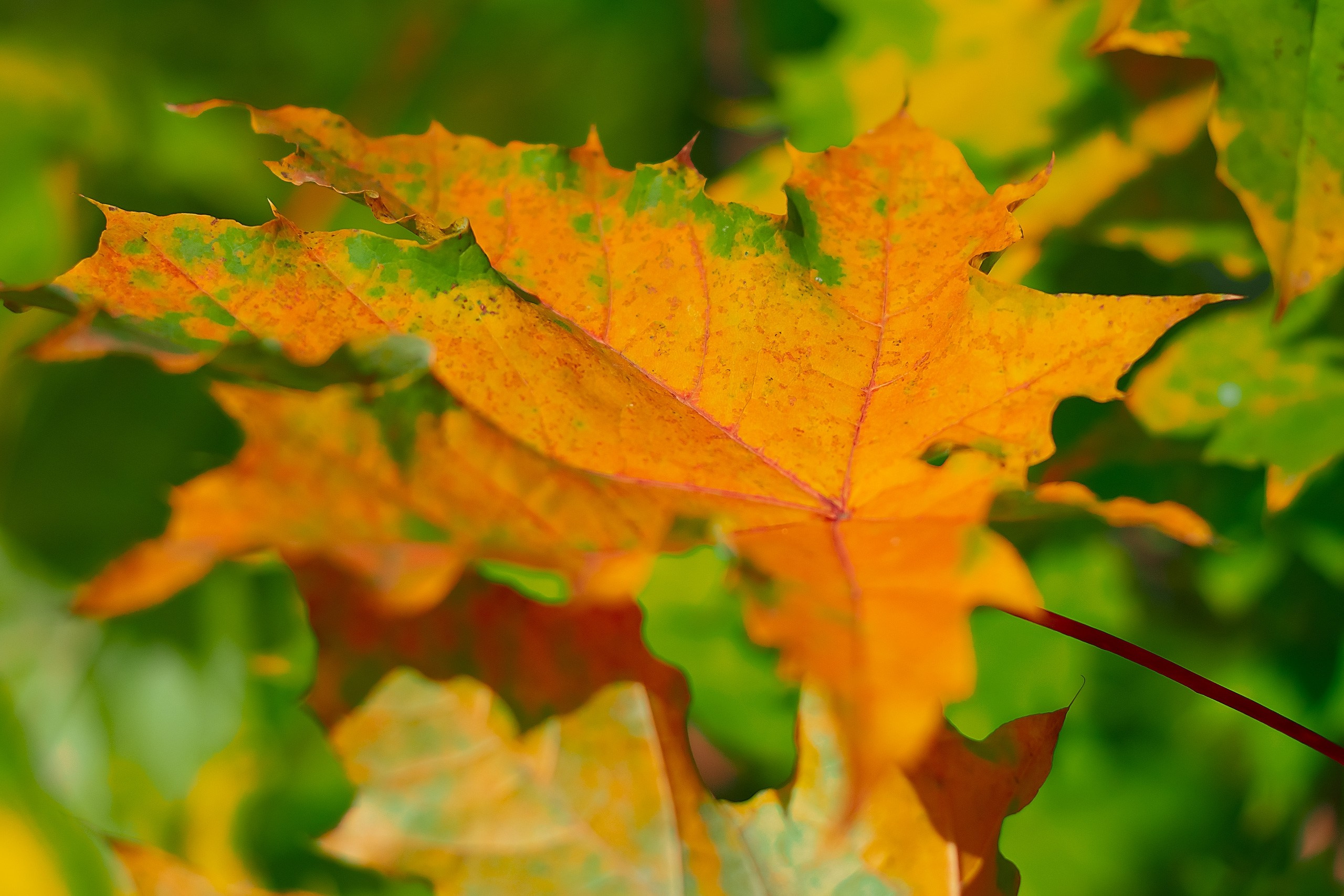 Свет и Цвет. Аmat Victoria Сuram