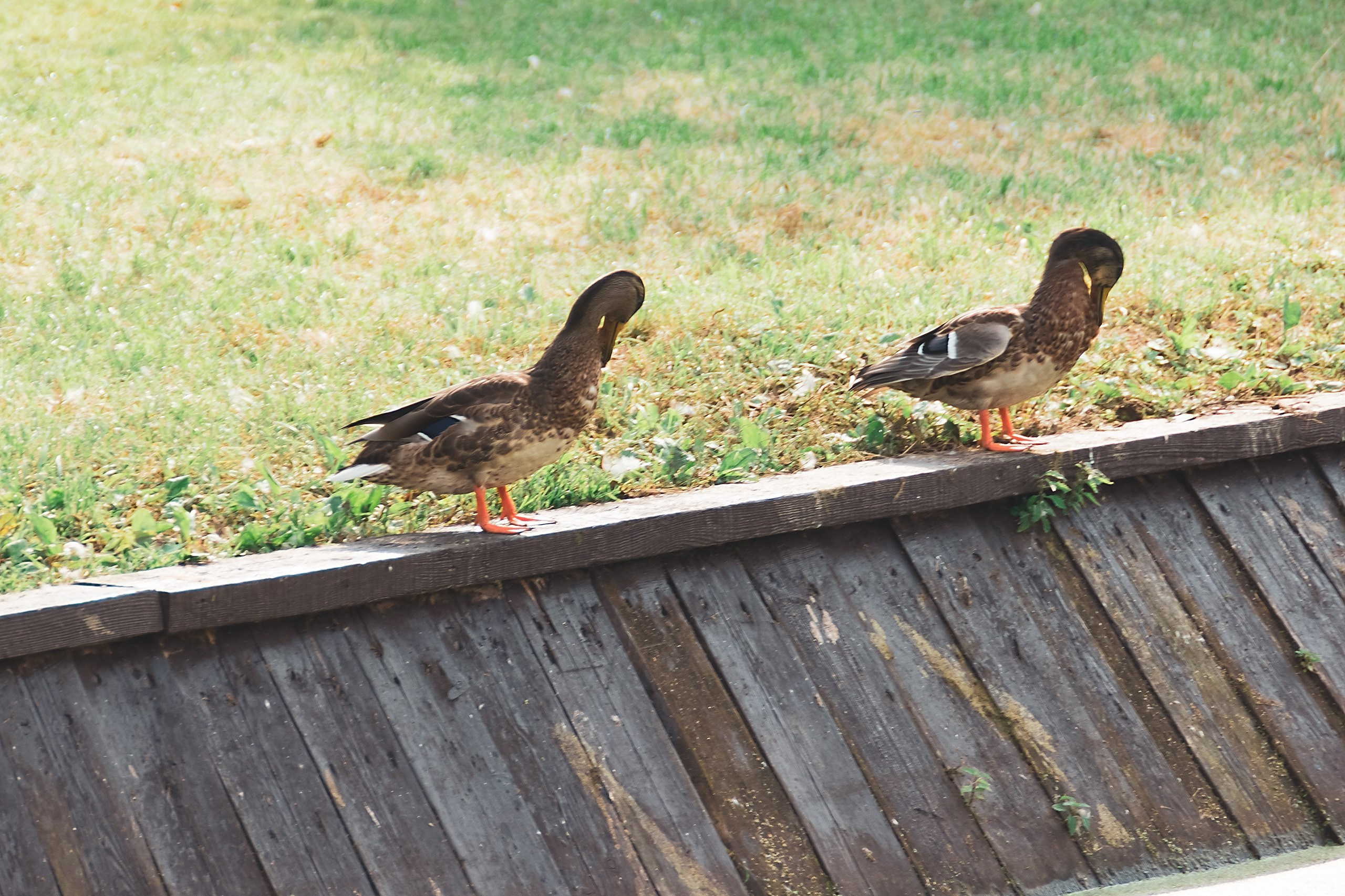 Мост от сердца к сердцу. Аmat Victoria Сuram