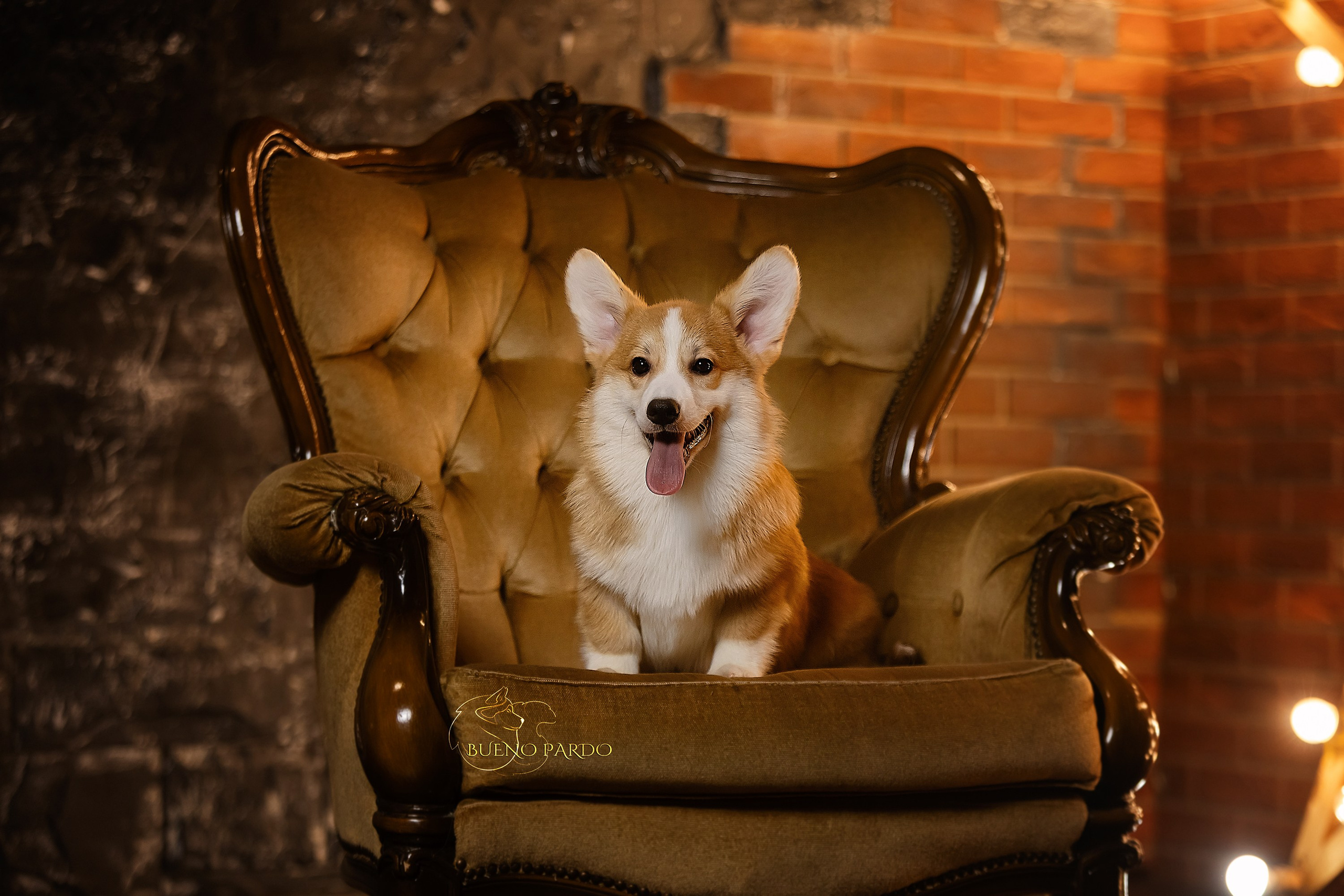 А — Кола и Цесей. Kawaii Kuma питомник собак пород Корги пемброк, Акита ину, Сиба