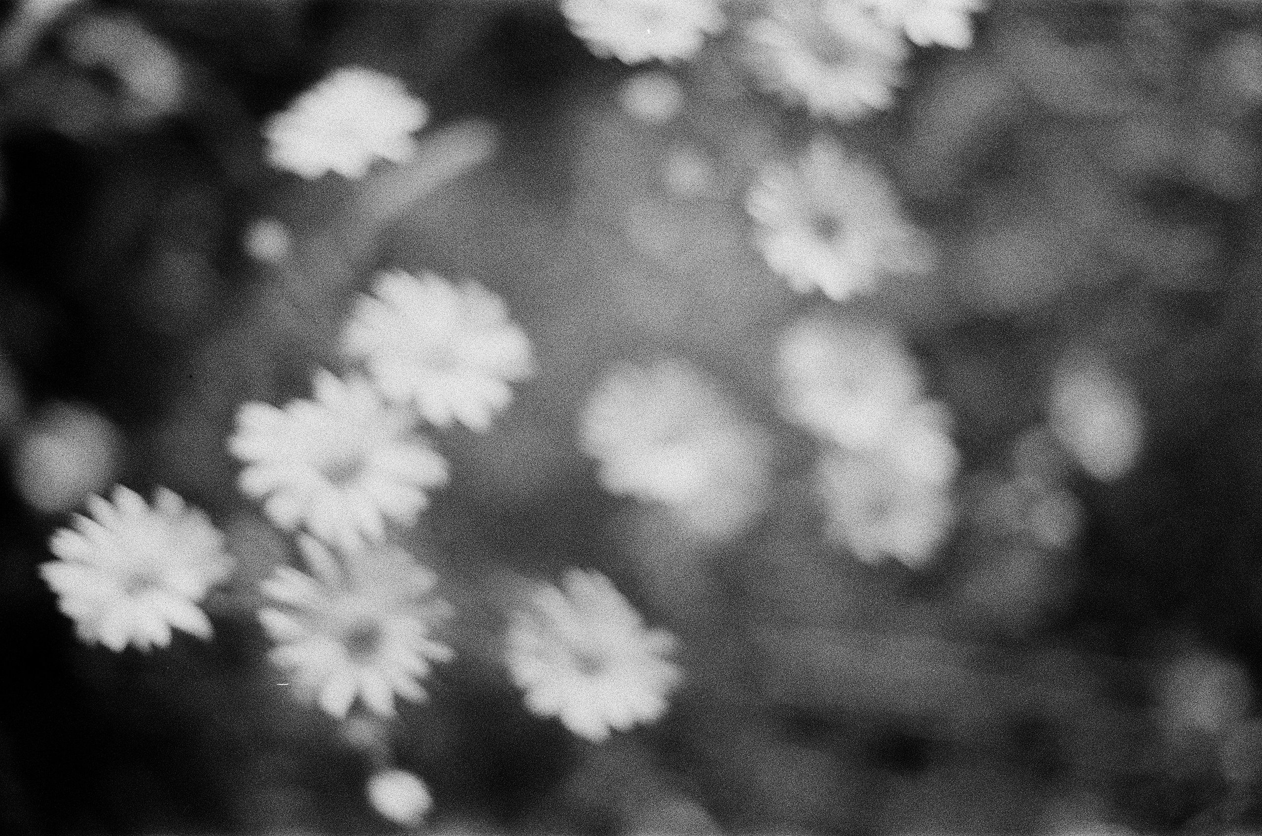 Film chronicle. Kosky ilya