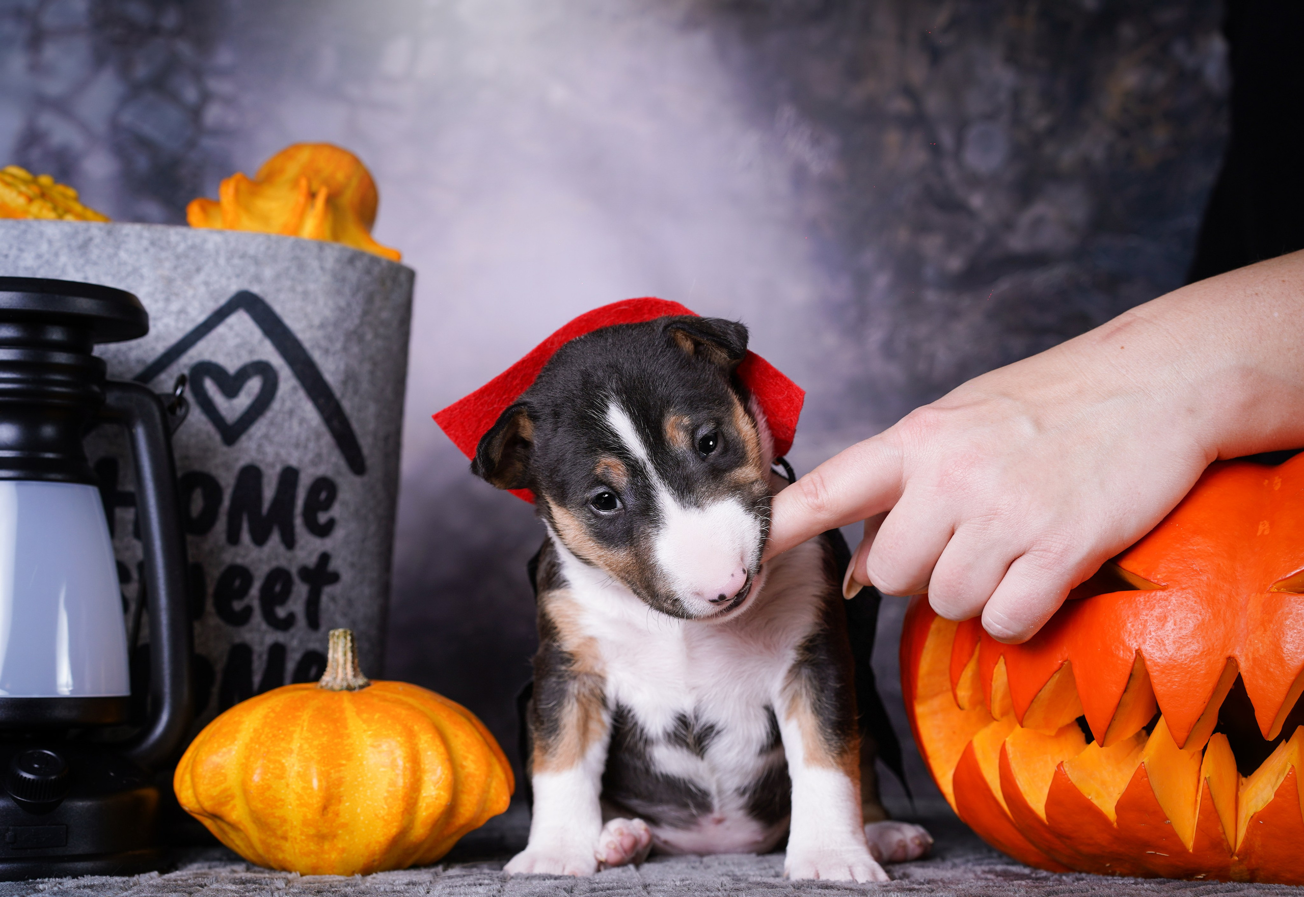 Щенки минибультерьера. Фотограф-анималист в Санкт-Петербурге Яна Мартынова
