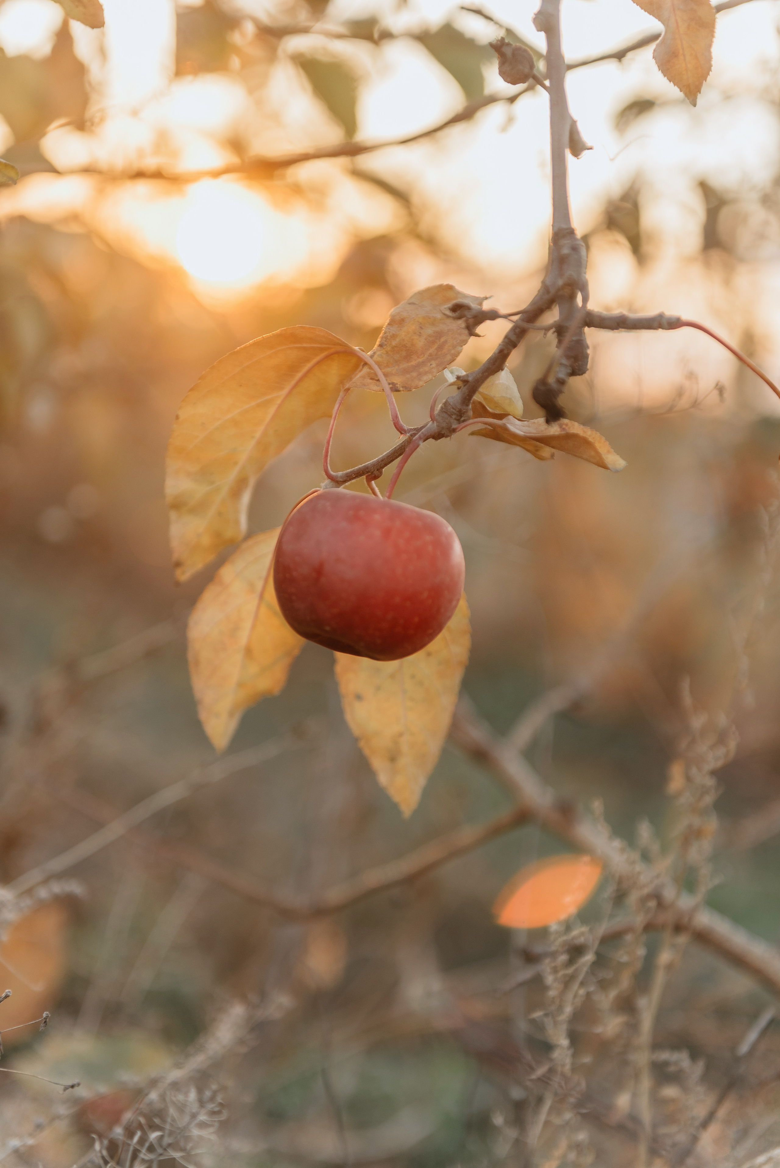 Костя и Наташа. Свадебный фотограф Марина Жемчужникова в Москве и в Белгороде