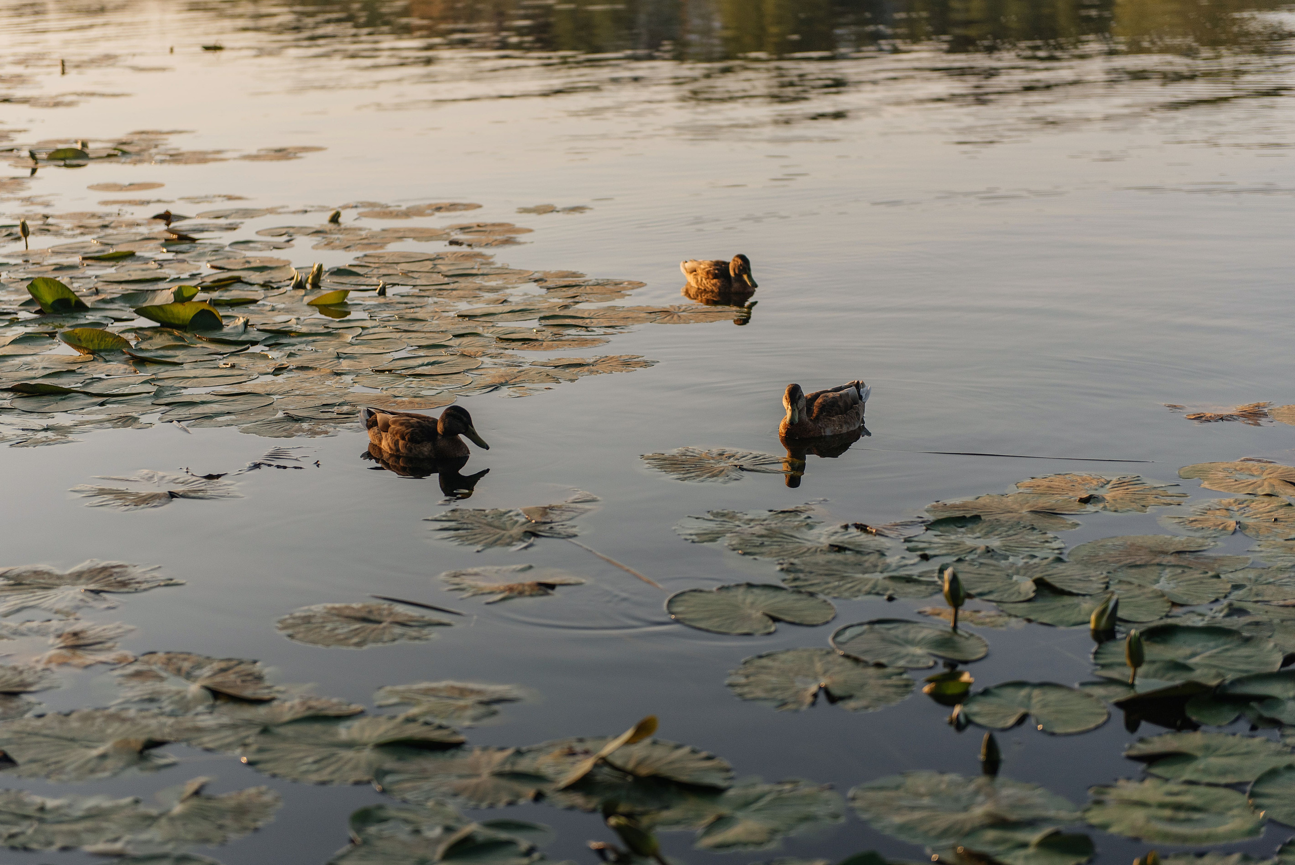 Лиза. Свадебный фотограф Марина Жемчужникова в Москве и в Белгороде