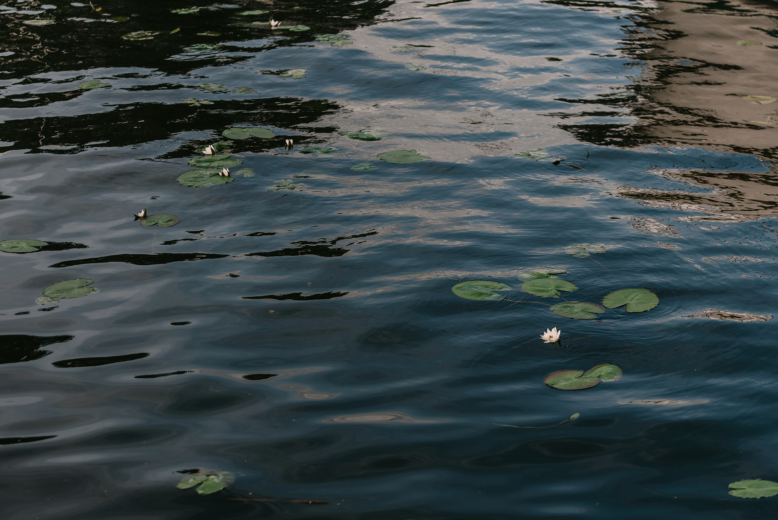 Лёша и Мари. Свадебный фотограф Марина Жемчужникова в Москве и в Белгороде