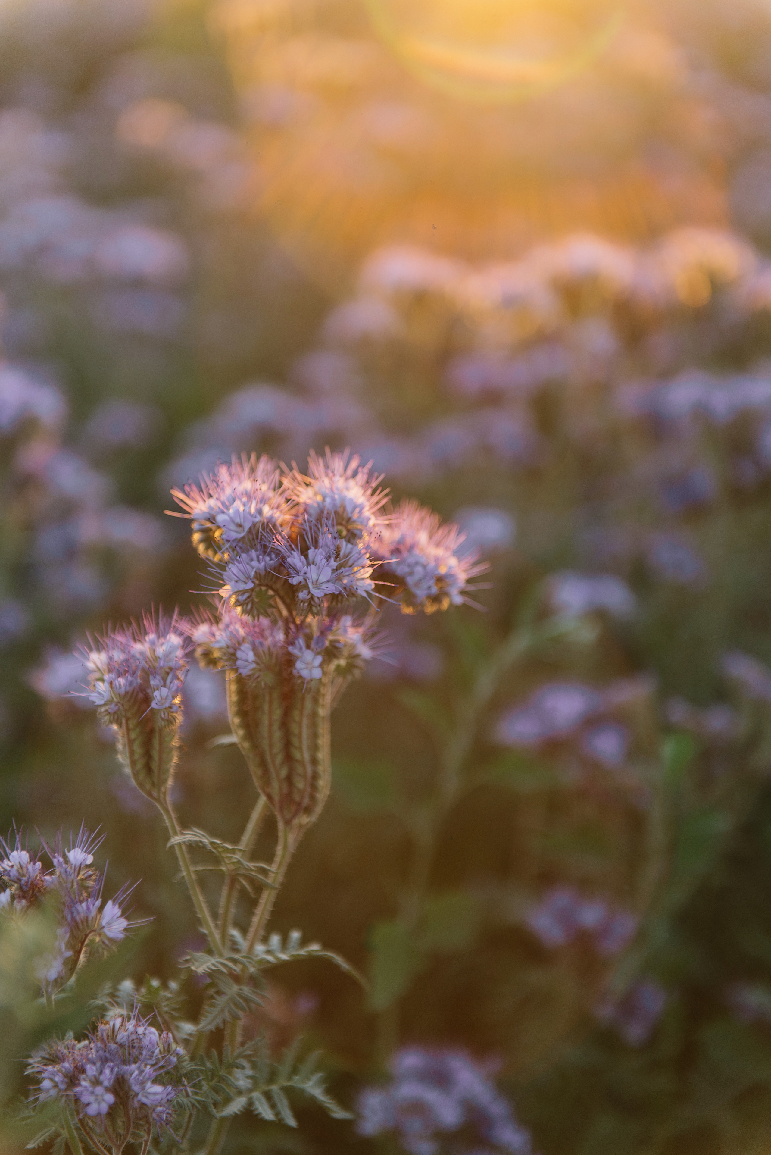 Саша. Свадебный фотограф Марина Жемчужникова в Москве и в Белгороде