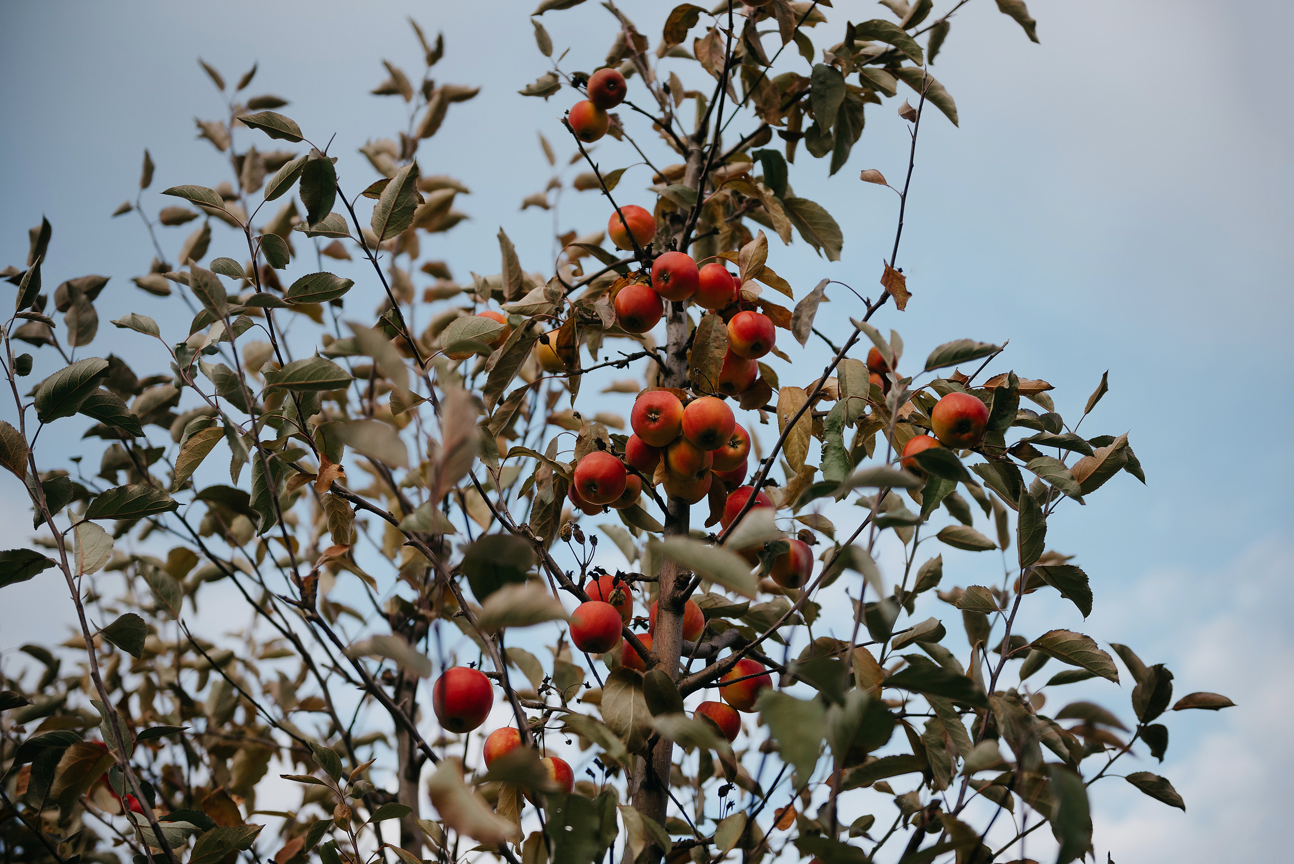 Костя и Наташа. Свадебный фотограф Марина Жемчужникова в Москве и в Белгороде