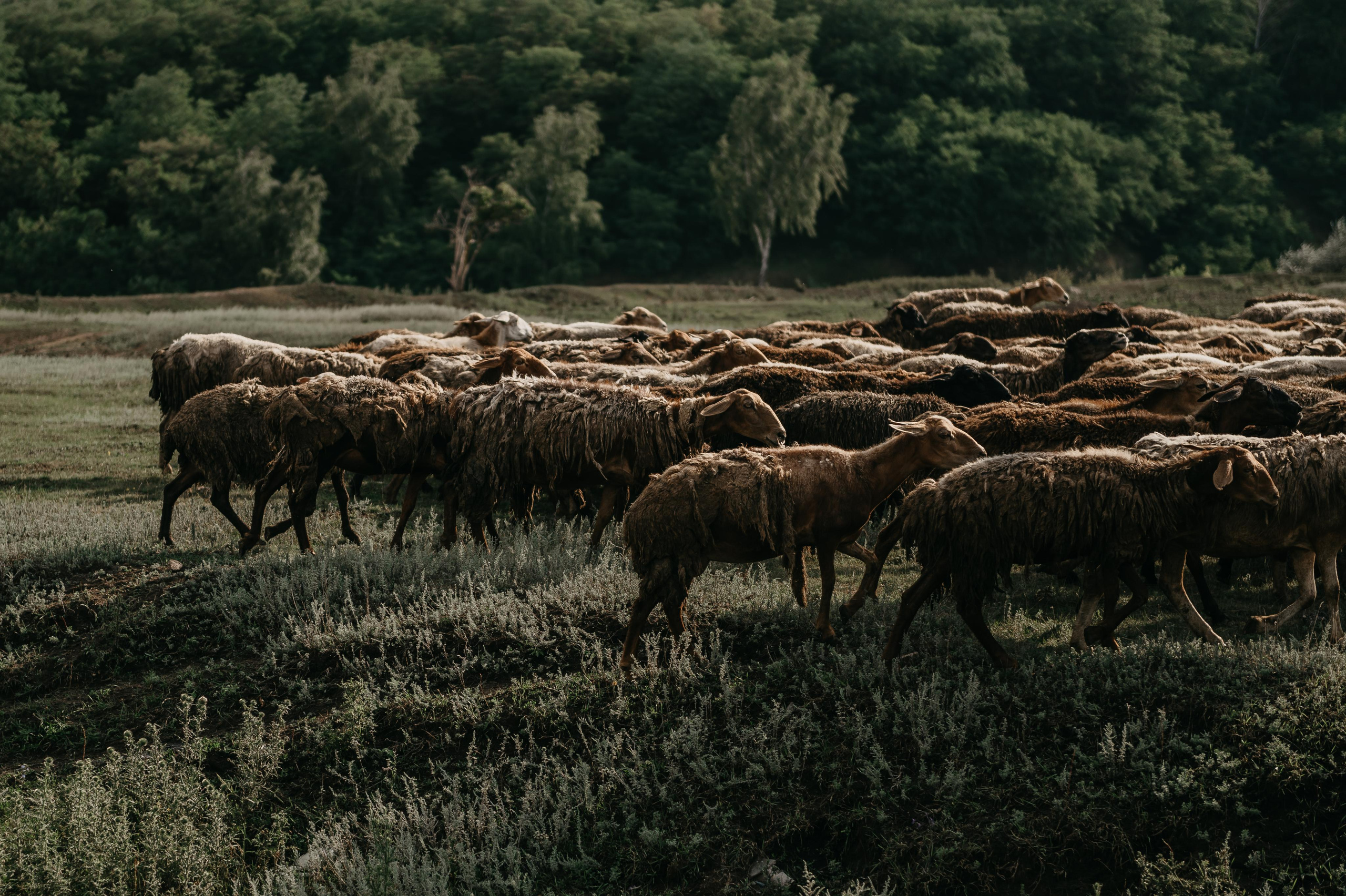 Влад и Аня. Свадебный фотограф Марина Жемчужникова в Москве и в Белгороде