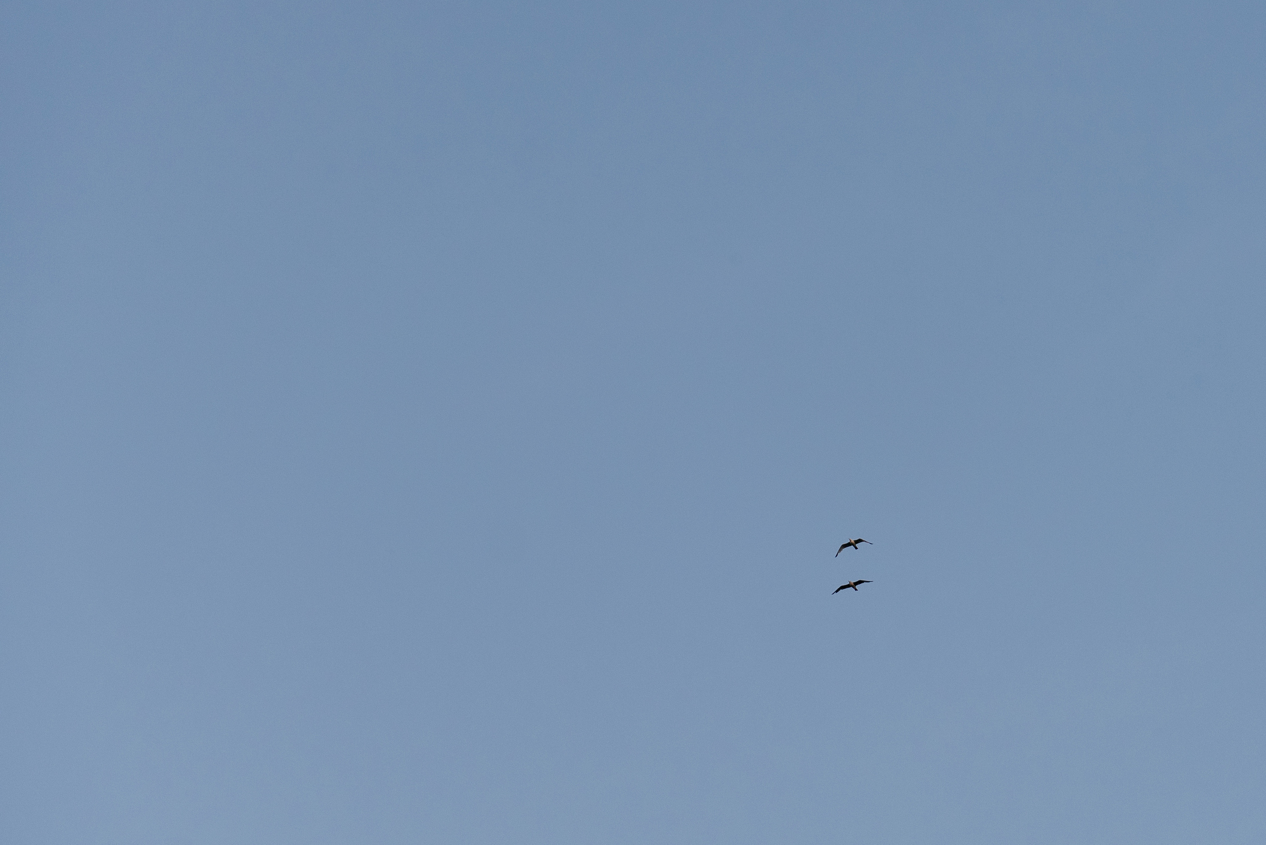 Толик и Катя. Свадебный фотограф Марина Жемчужникова в Москве и в Белгороде