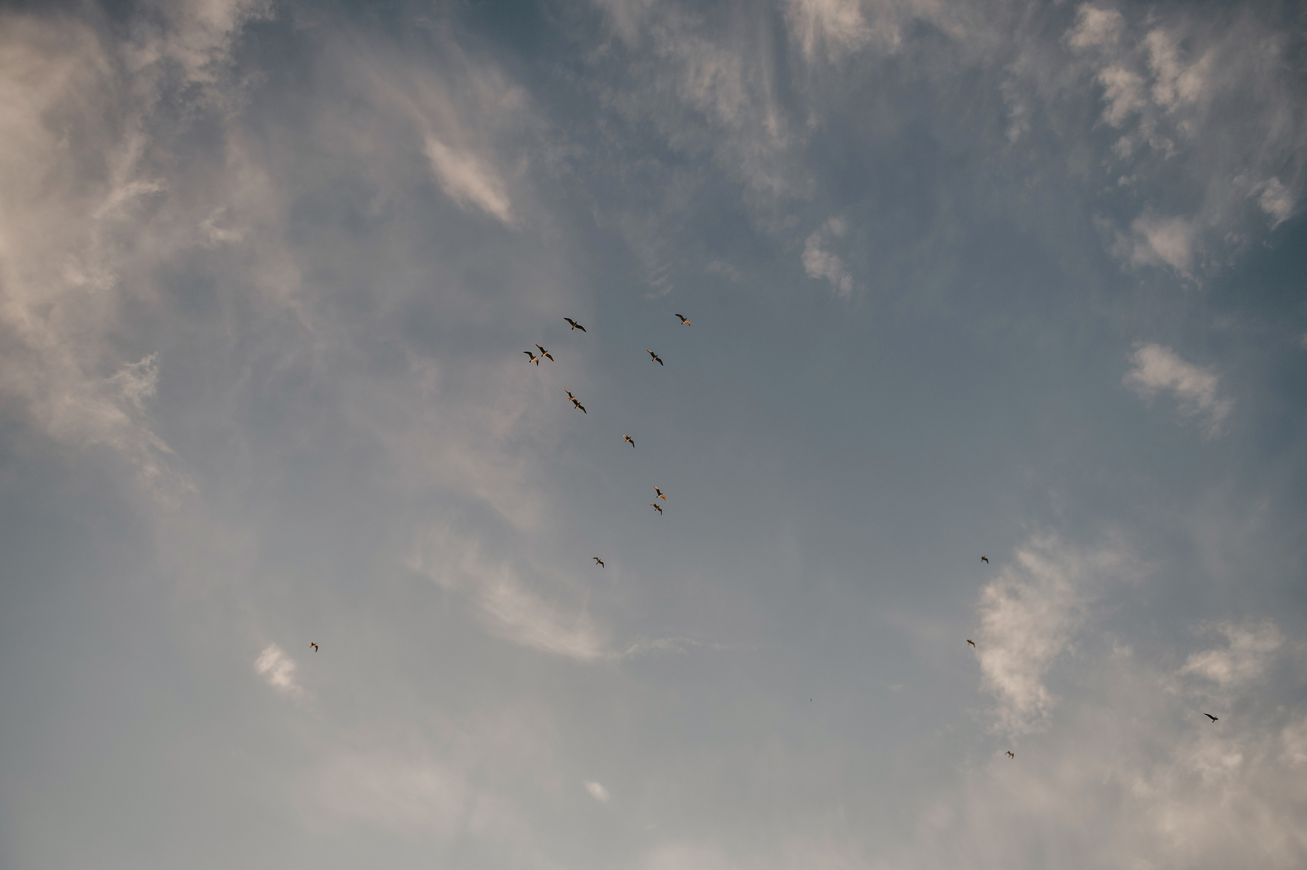 Дима и Ира. Свадебный фотограф Марина Жемчужникова в Москве и в Белгороде