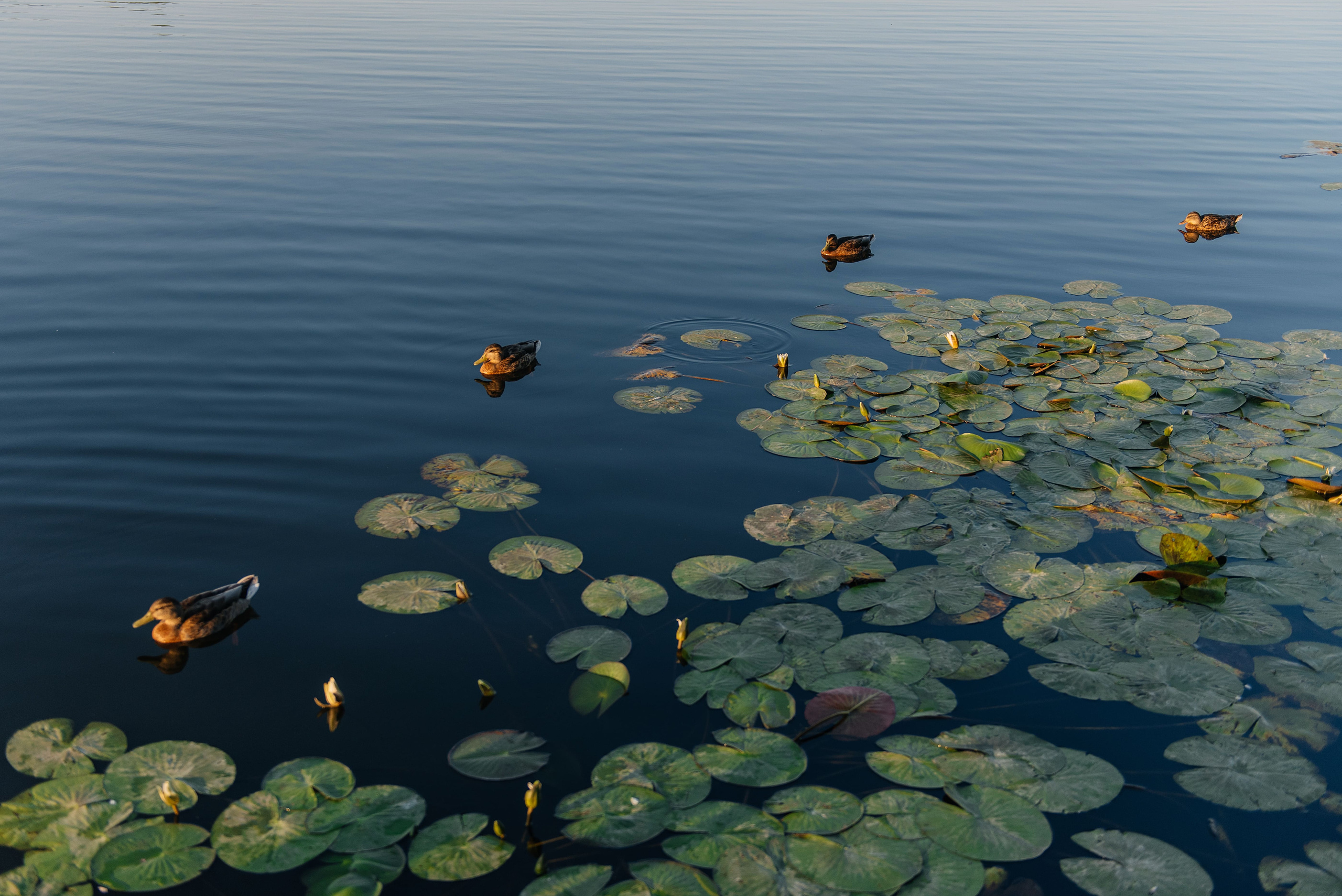 Лиза. Свадебный фотограф Марина Жемчужникова в Москве и в Белгороде
