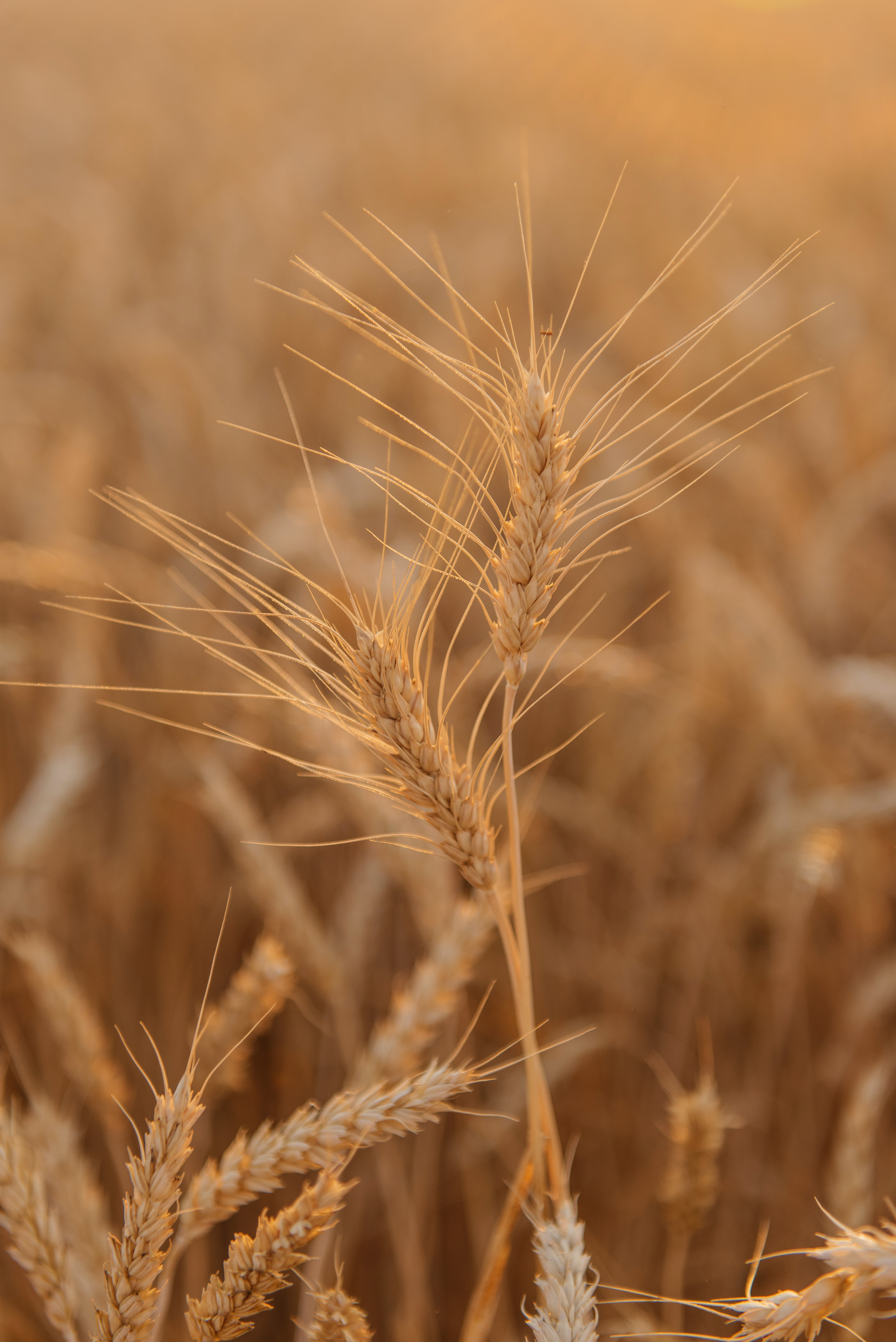 Даша. Свадебный фотограф Марина Жемчужникова в Москве и в Белгороде