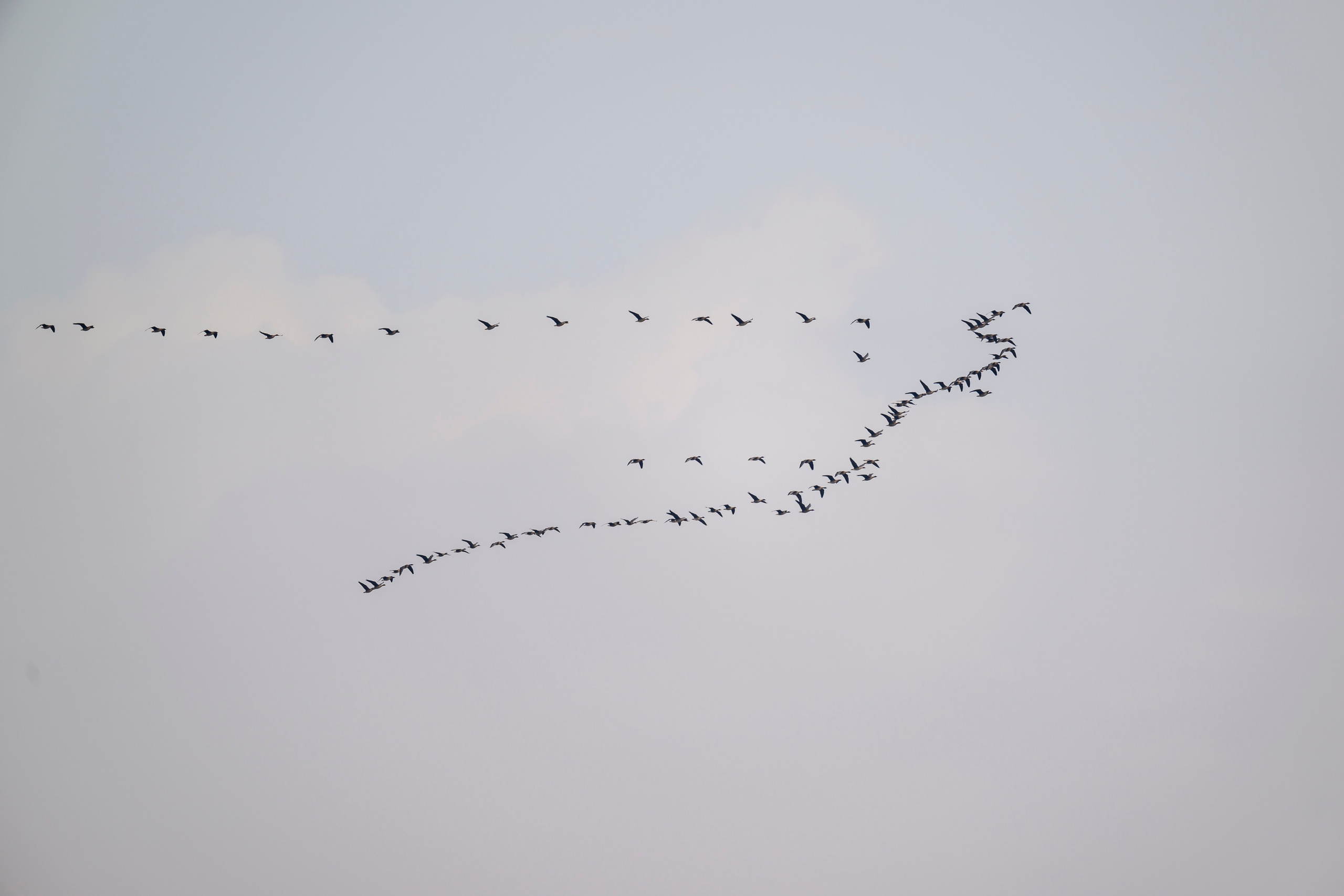 Гуси летят. Wildlife photography by Sergey Puponin