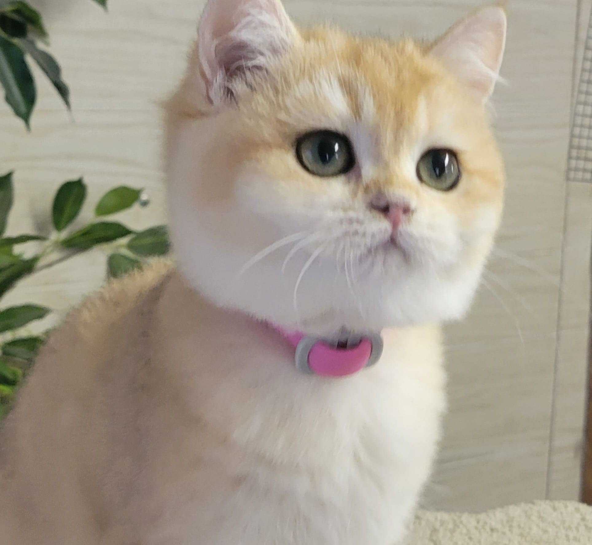 Gera, female, DB- 06.14.24,sold. British shorhair Cats