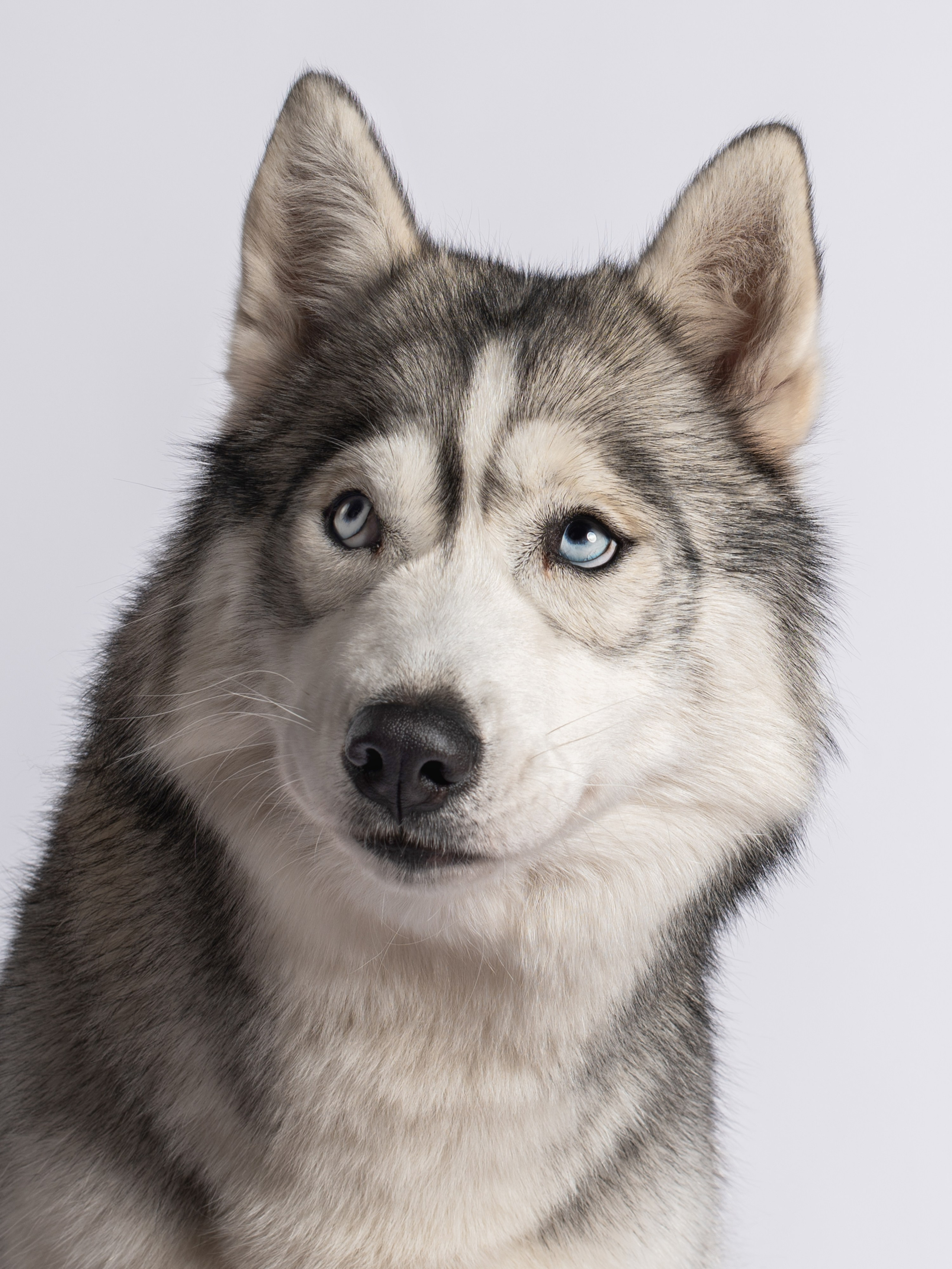 Белка | хаски. Alexandrovna photography
