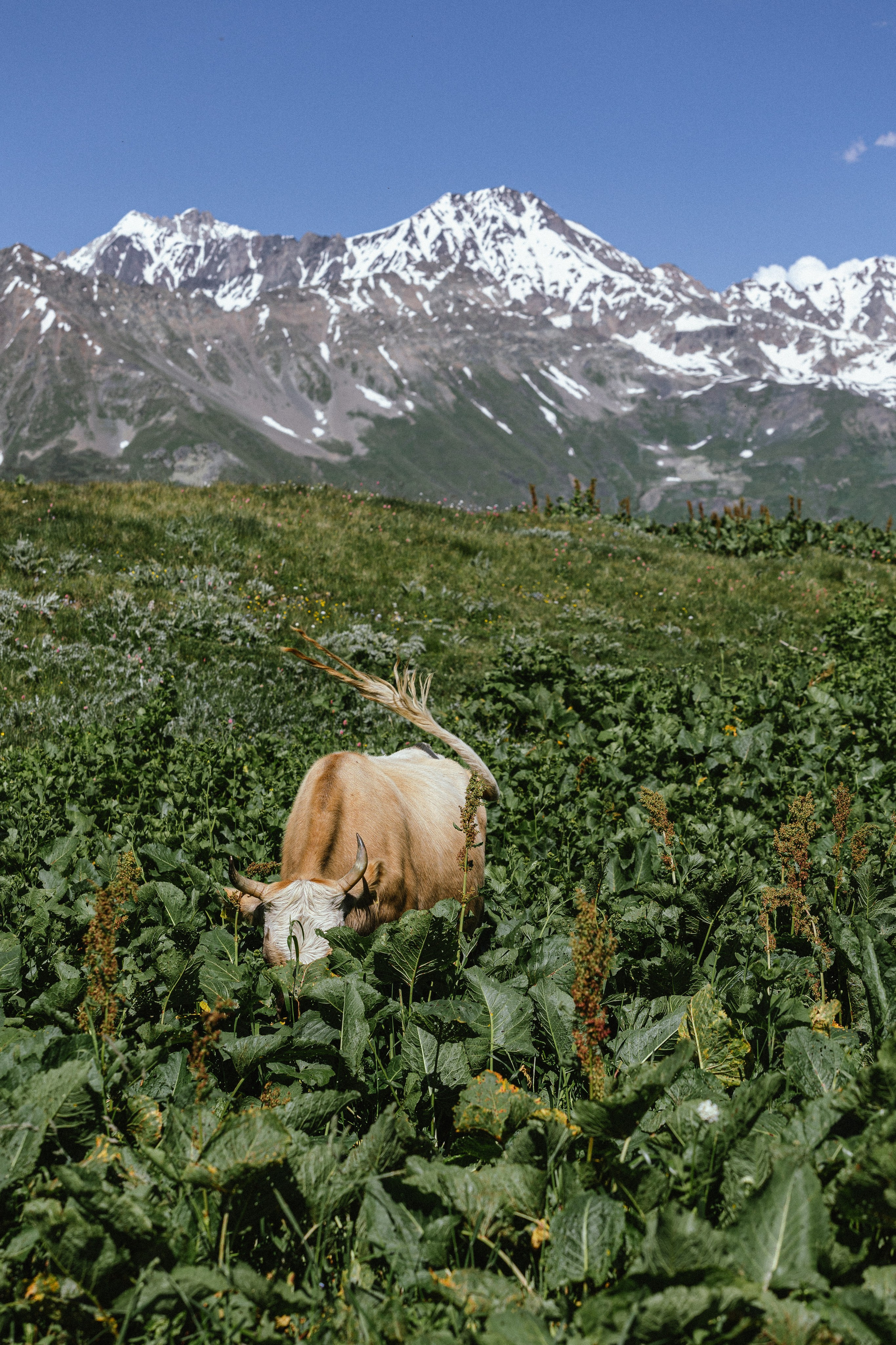 Грузия. Добродеева Алла фотограф, Москва