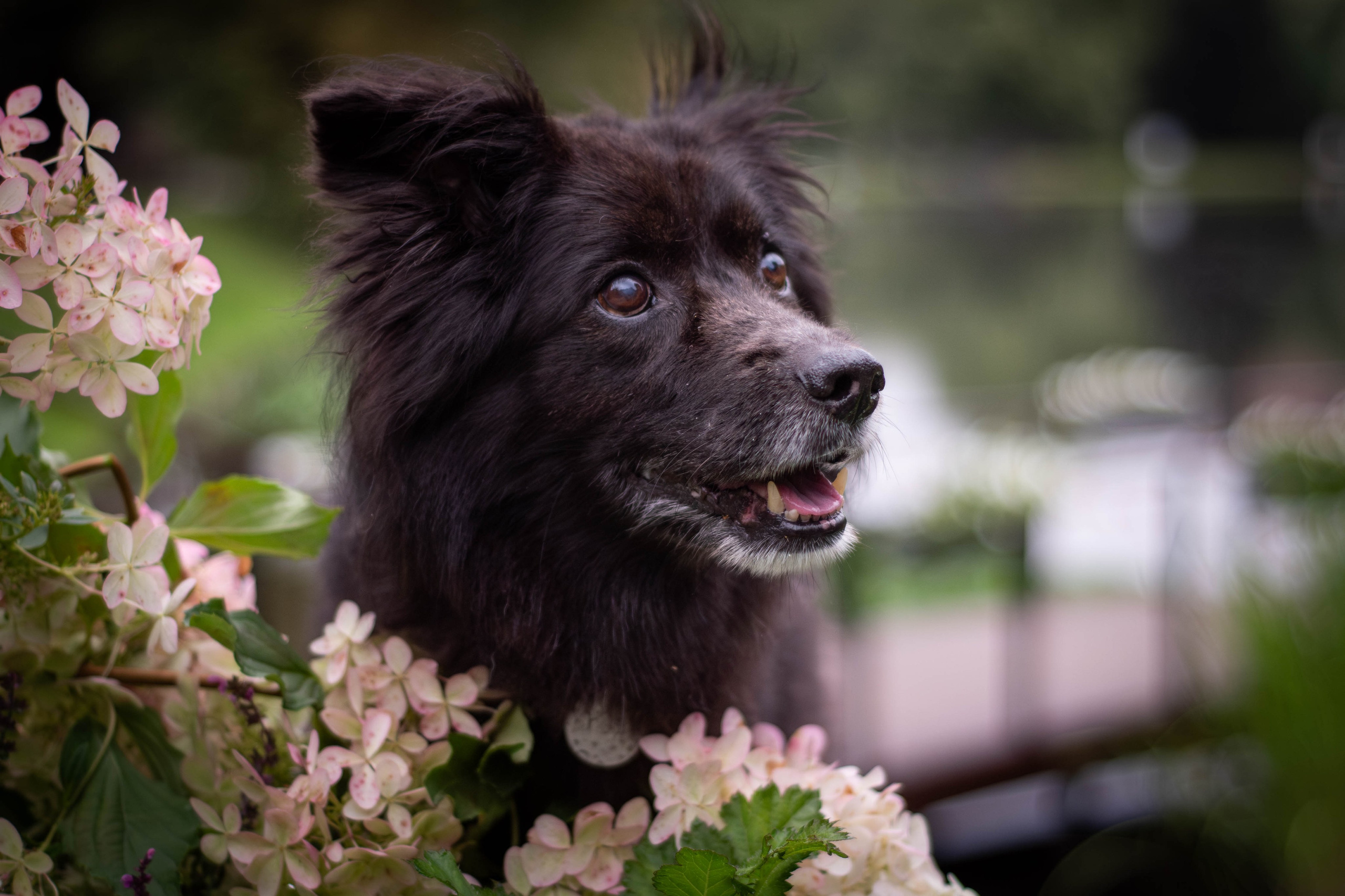 Альба и Даша. Фотограф Светлана Блинова, Москва и Московская область