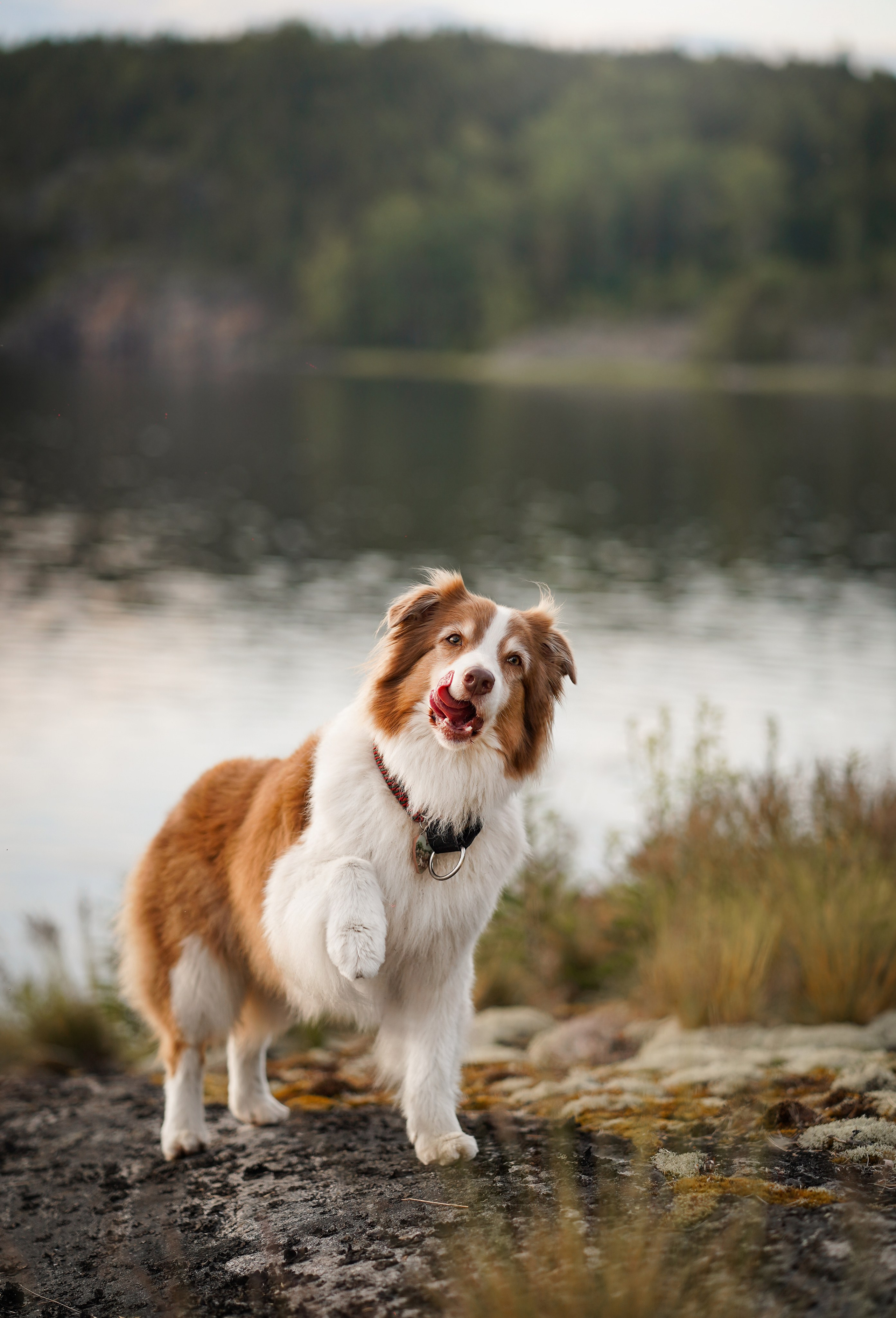 Карелия. Фотограф-анималист в Санкт-Петербурге Яна Мартынова