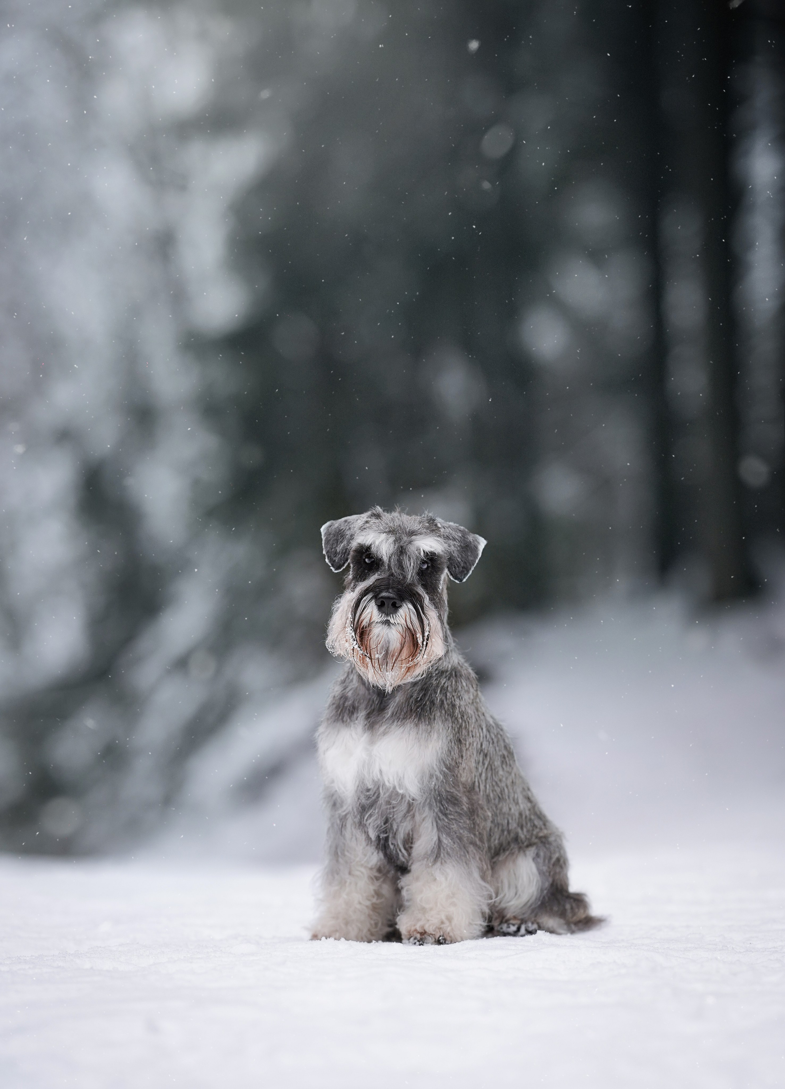 Бенчи и Арчи. Фотограф-анималист в Санкт-Петербурге Яна Мартынова