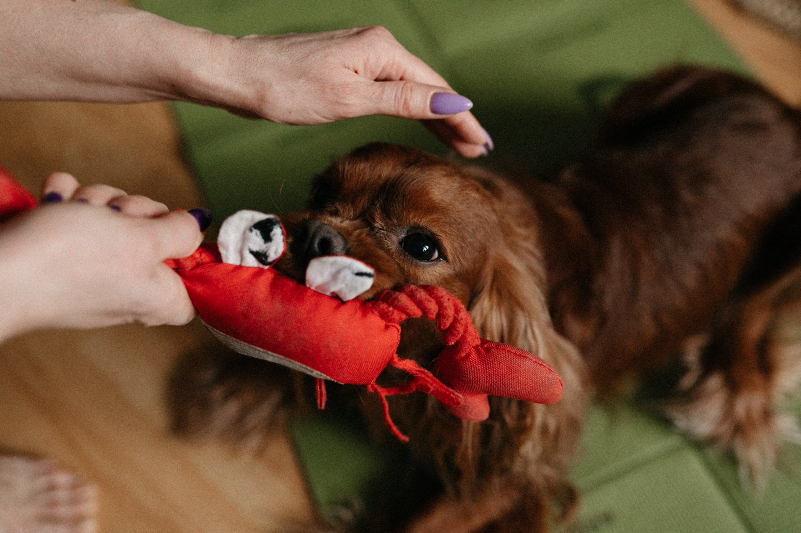 Оля и её меховая банда. Фотограф анималист в Москве Ольга Агушева