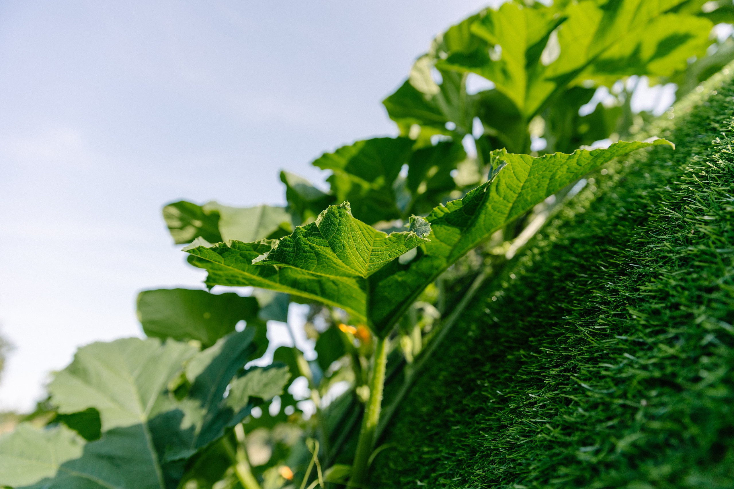 Съёмка объекта недвижимости Хутор Нёттникен. Свадебный, семейный и детский фотограф в Калининграде Елена Кравцова