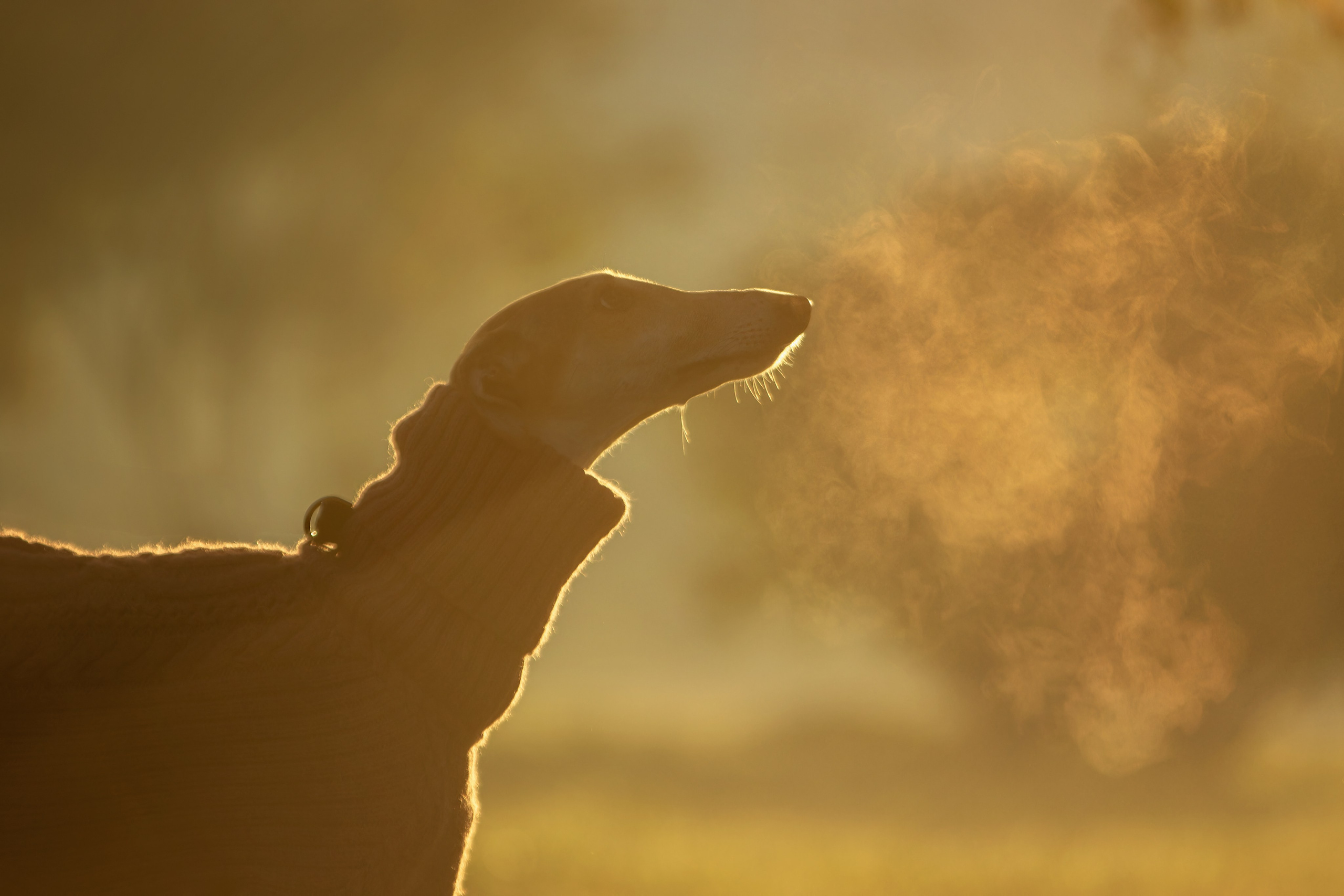 Осеннее утро с Мухой. Фотограф-анималист Юлия Зубкова