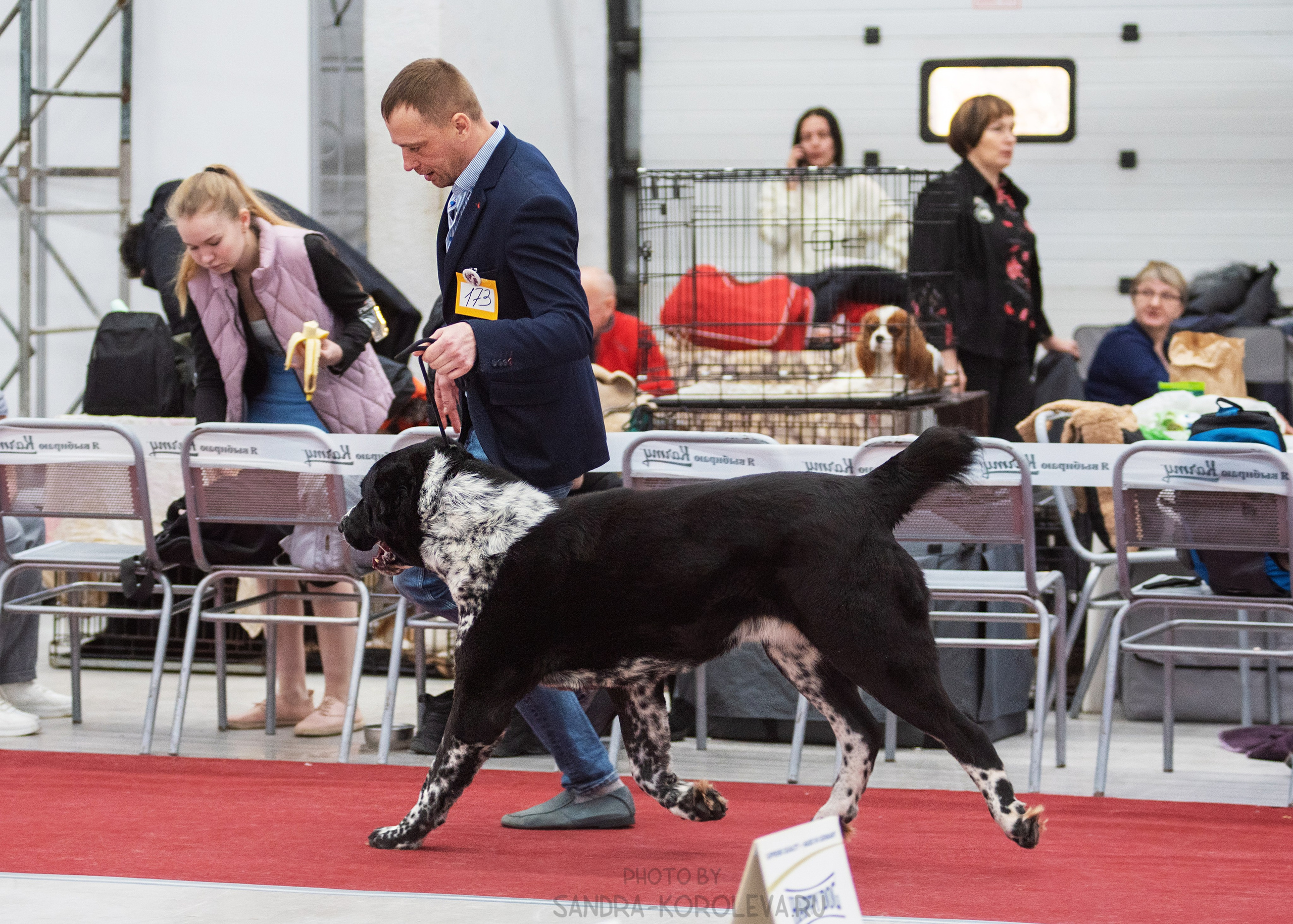 Выставка собак тюмень 14.01.2023. Дог-фотограф в Тюмени Александра Королева