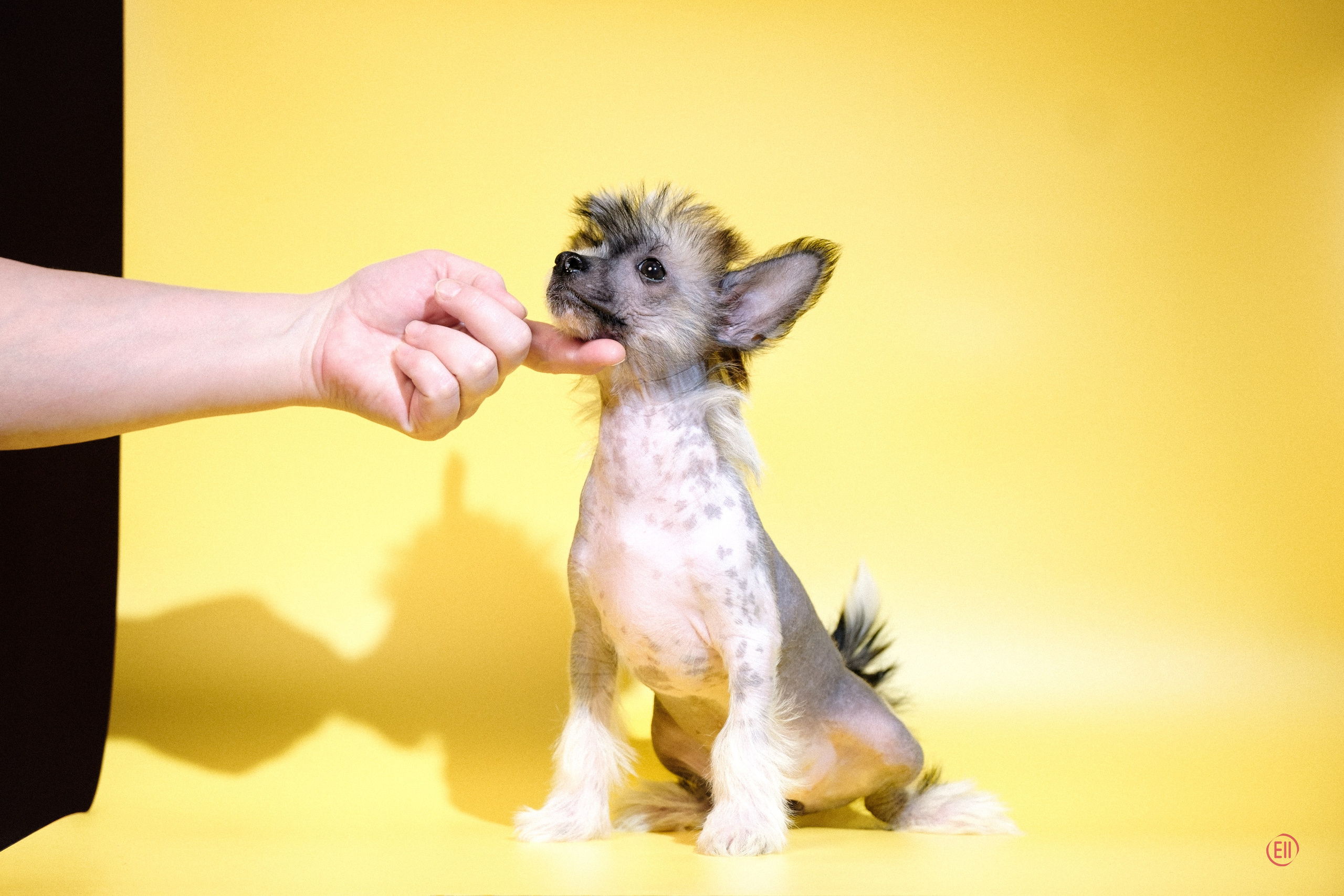 Poale Ell Deniz. Poale Ell Chinese Crested Dog Kennel: Buy a puppy from the kennel