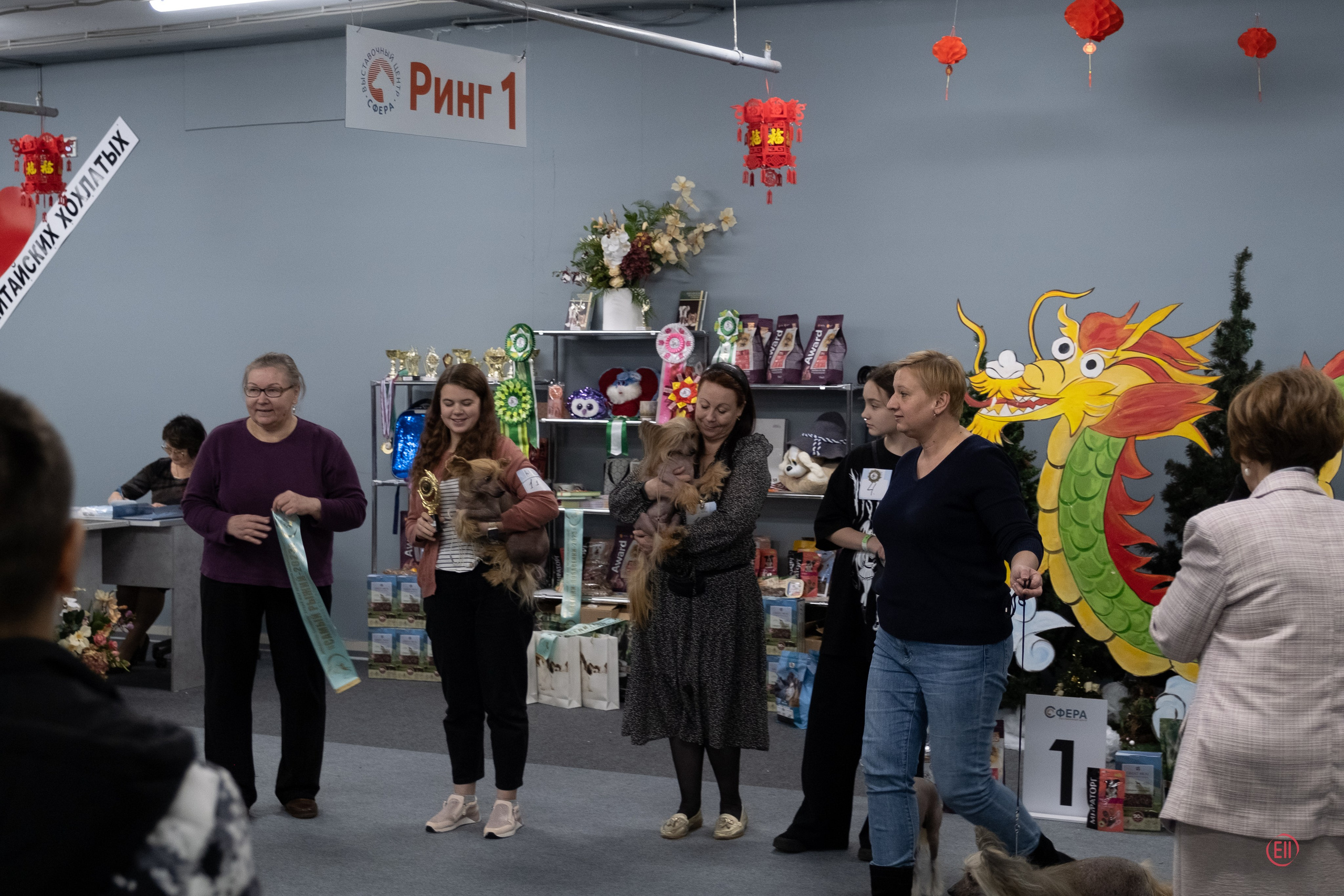 Праздник породы «Яркий мир китайских хохлатых собак». Питомник китайских хохлатых собак Poale Ell: купить щенка