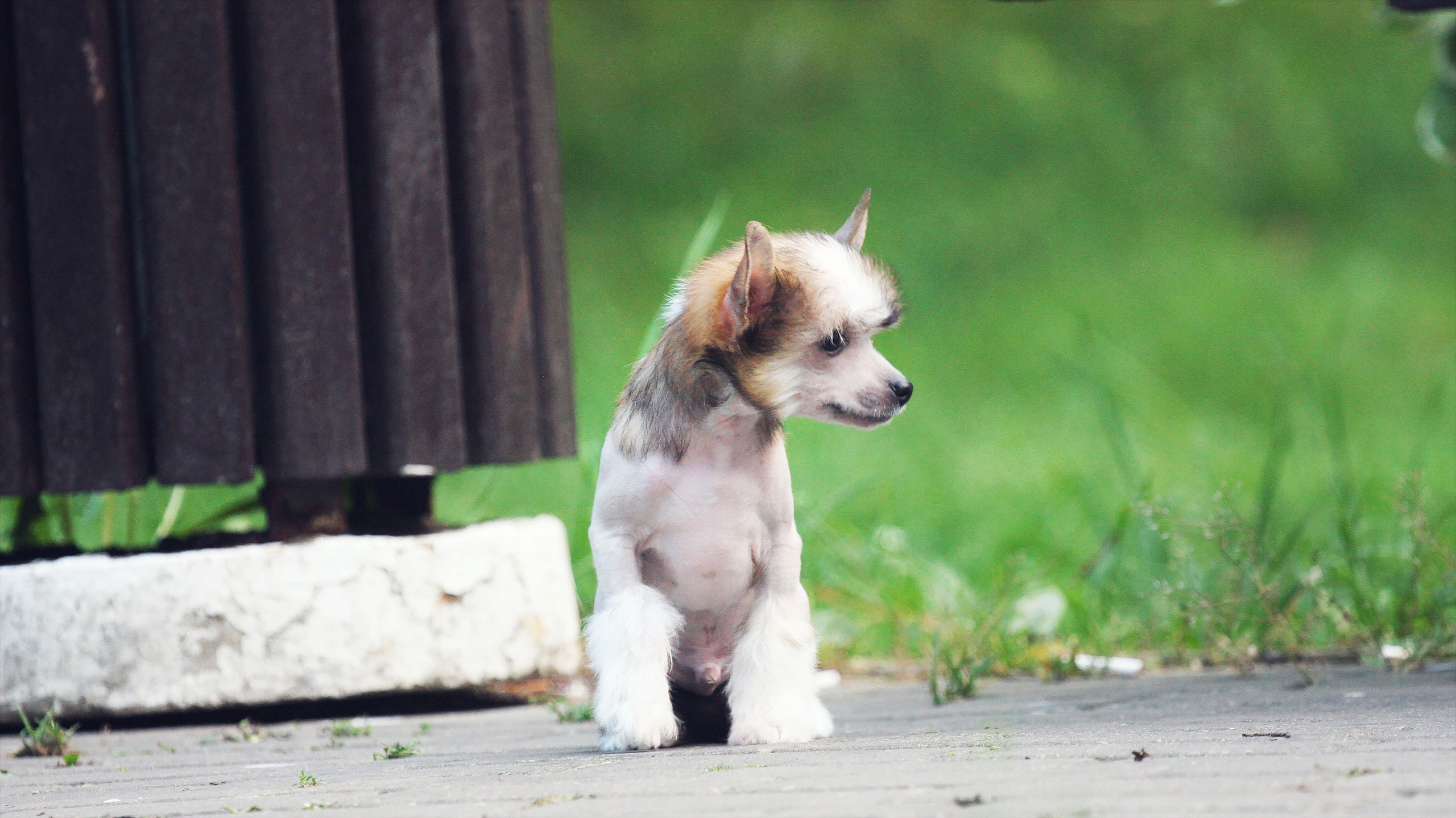 Litter C. Chinese Crested Dog Kennel Poale Ell