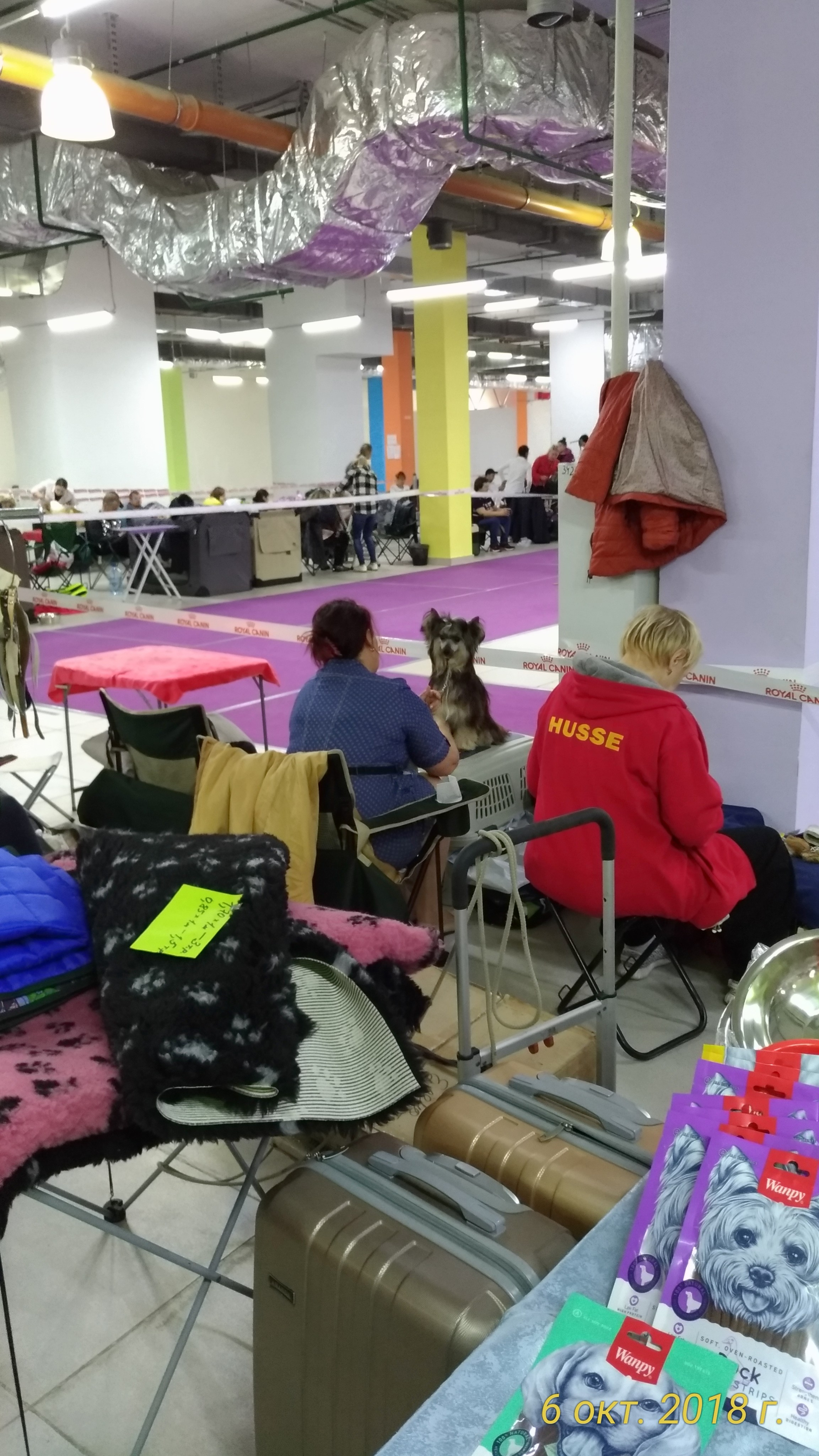 Poale Ell Bazhen. Chinese Crested Dog Kennel Poale Ell