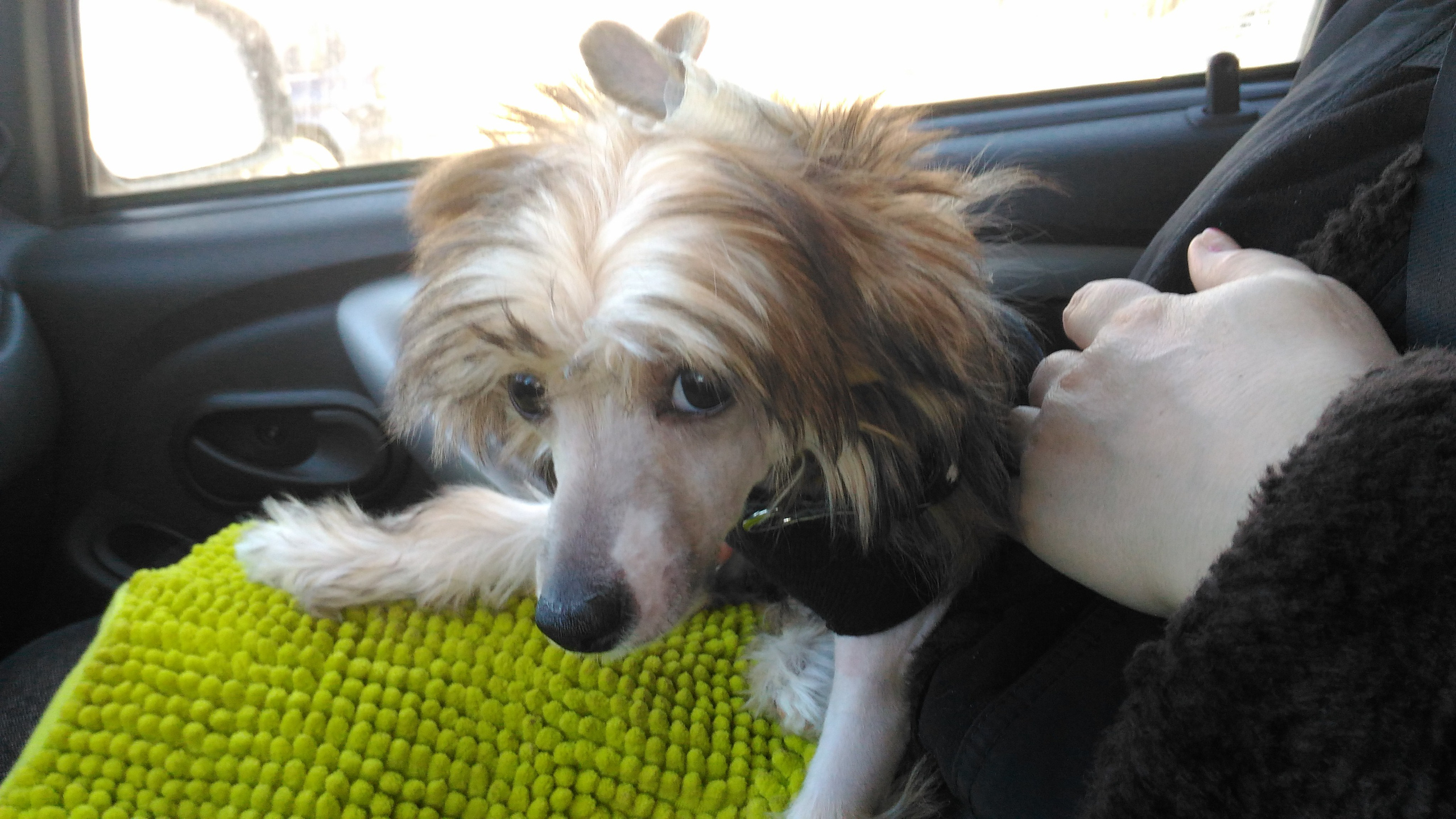 Lux, a new member of the family. Poale Ell Chinese Crested Dog Kennel: Buy a puppy from the kennel