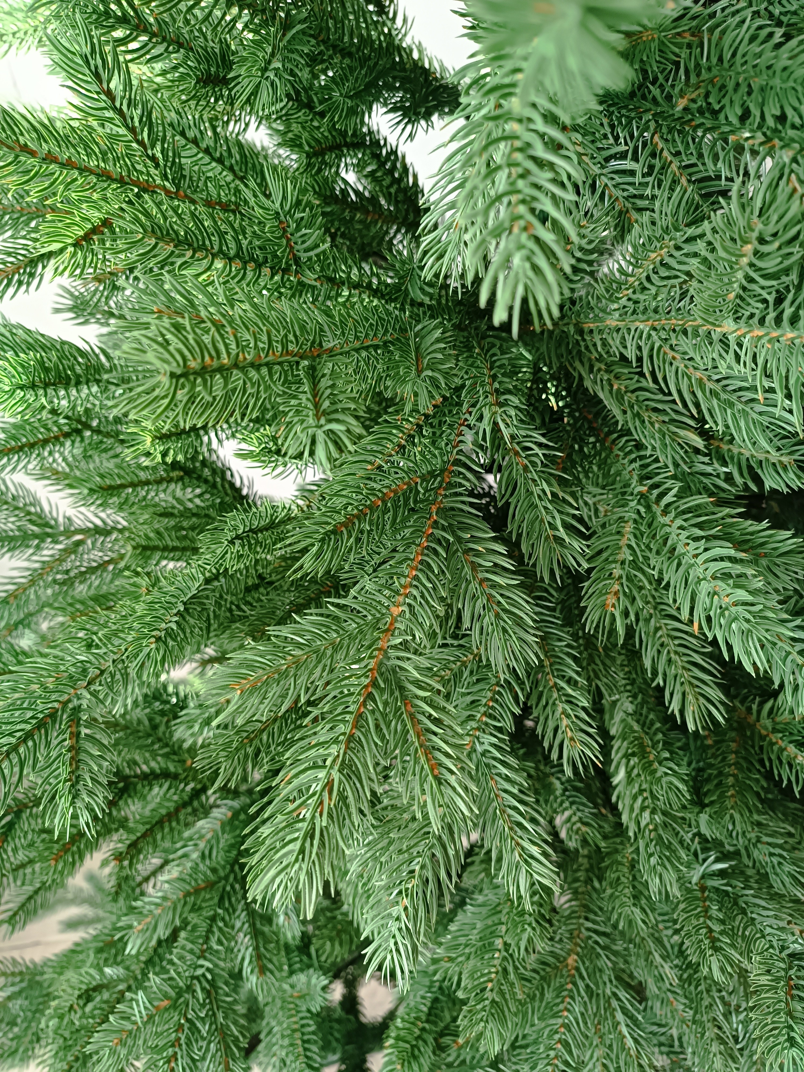 УРАЛЬСКАЯ. Elki_grodno