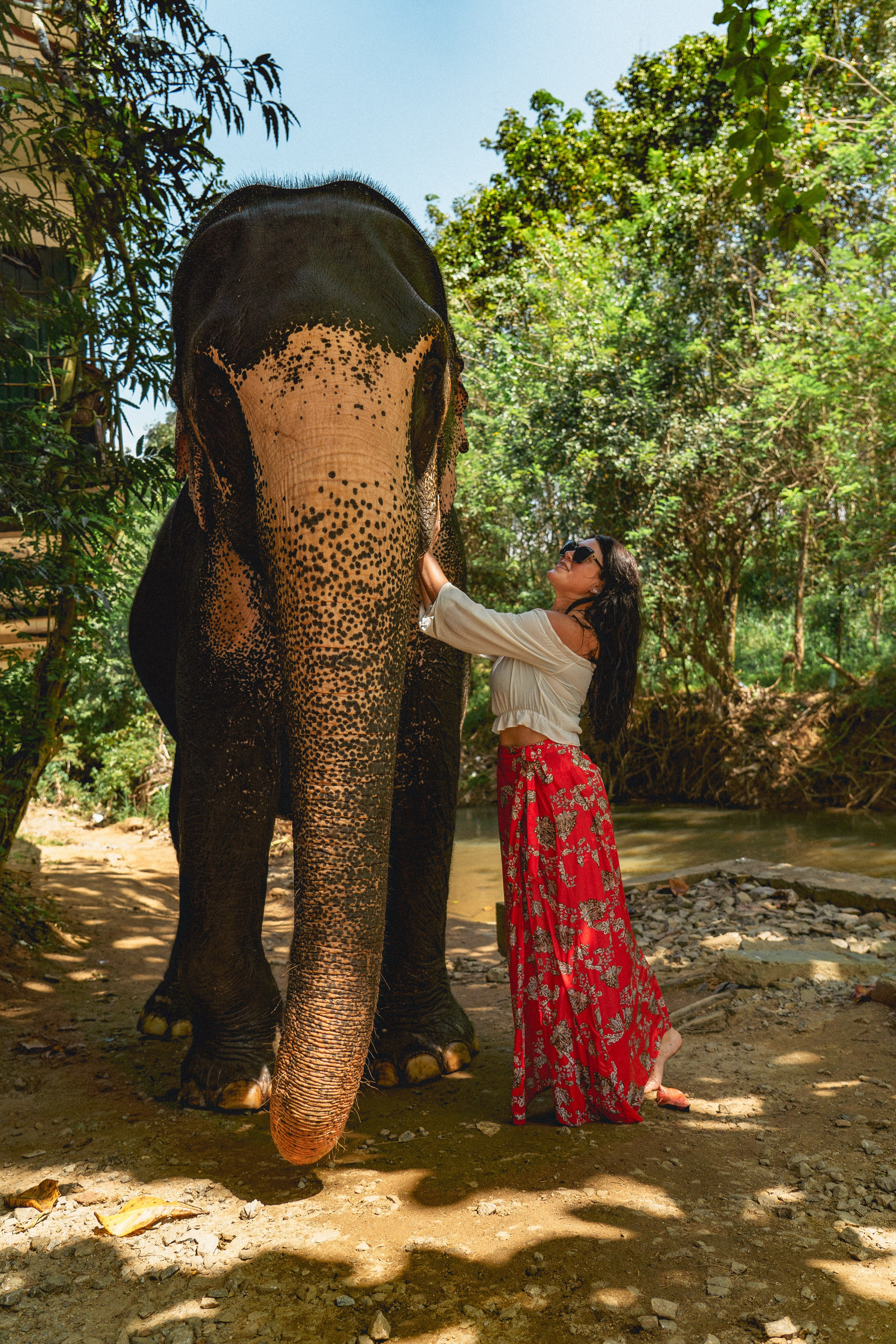 Bathing with elephants in Pinnawala, Botanical Garden