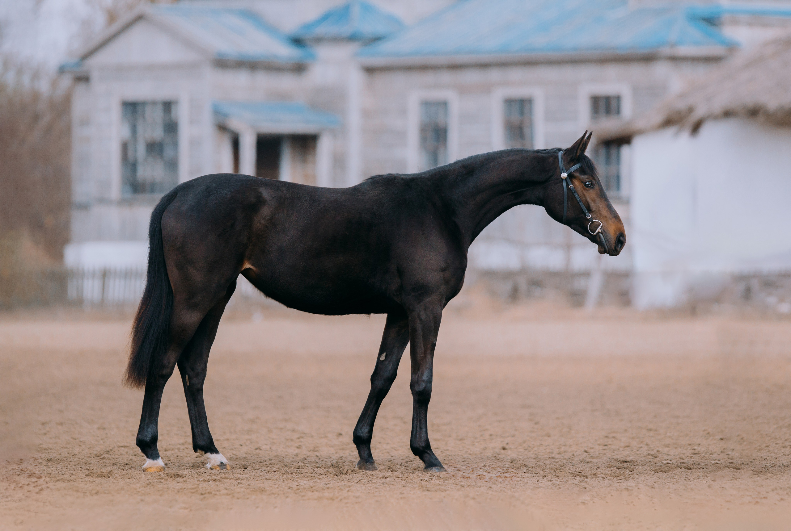 Экстерьеры. Фотограф-анималист Ксендзова Кристина