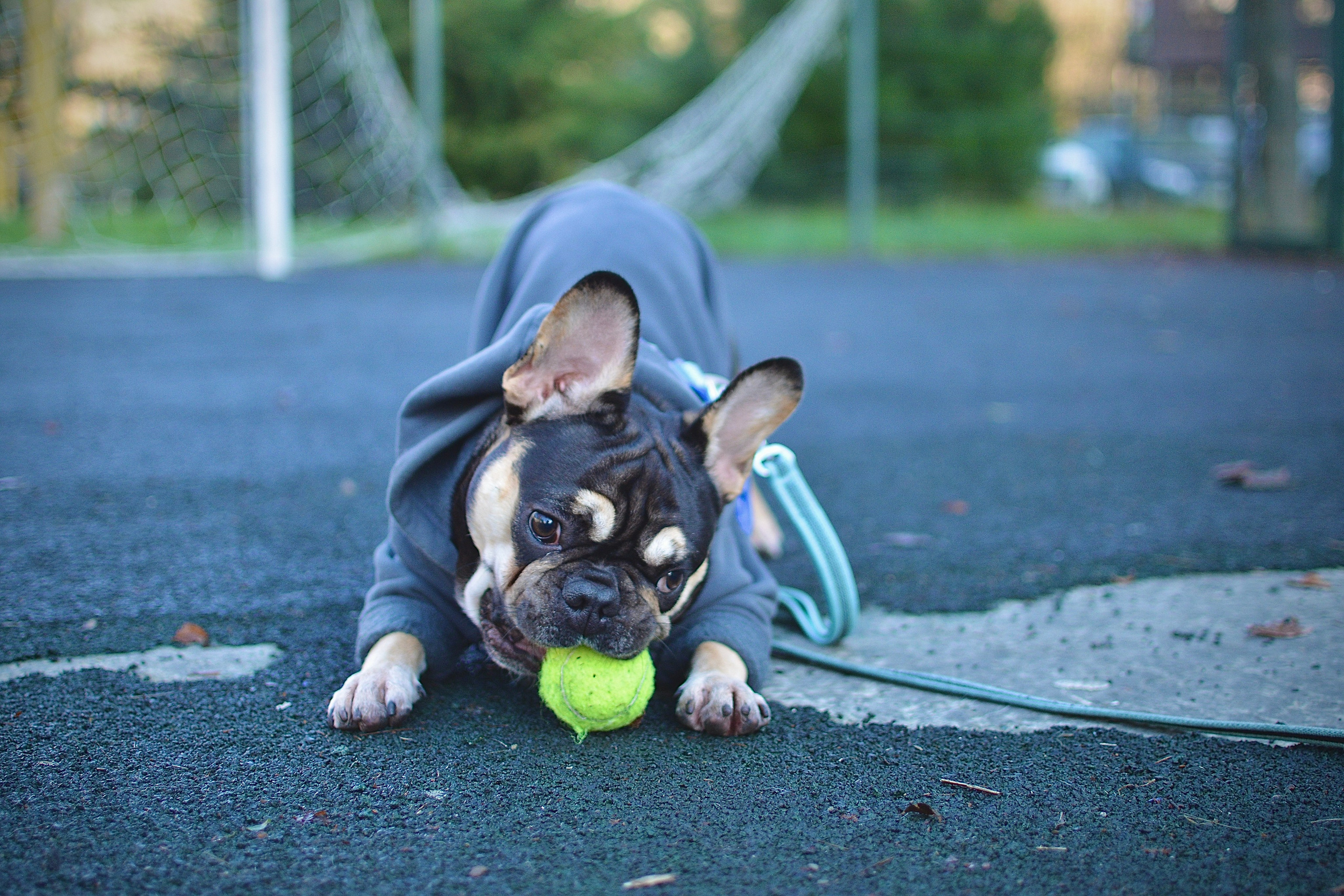 Животные. Фотограф • Елена Миронова