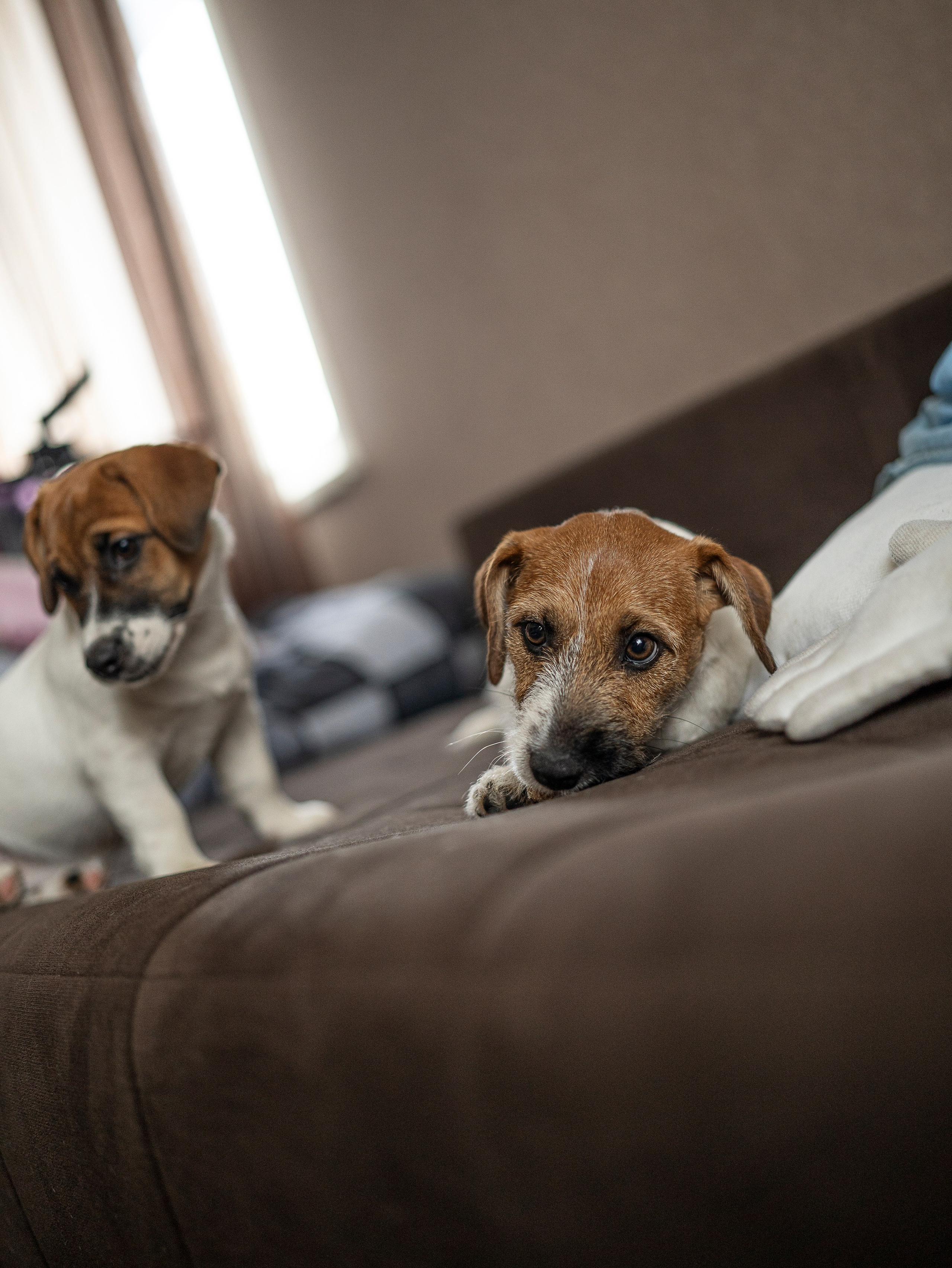 Ляля и Бандит Питомцы. Свадебный и Женский фотограф в г. Кемерово