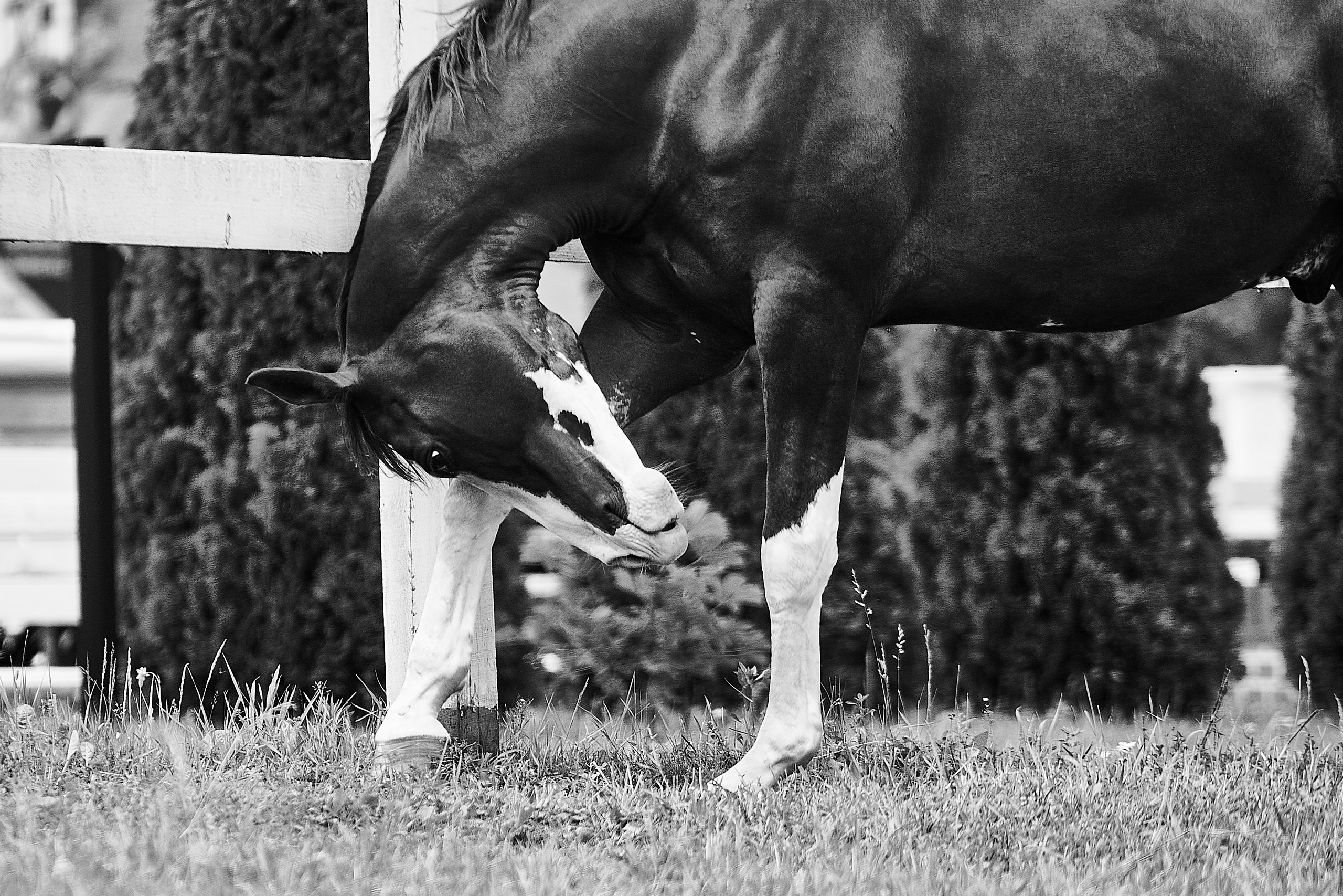 Хэмилтон, полукровный, КСК «Звёздный». Фотосессии с лошадьми в Москве, Новосибирске