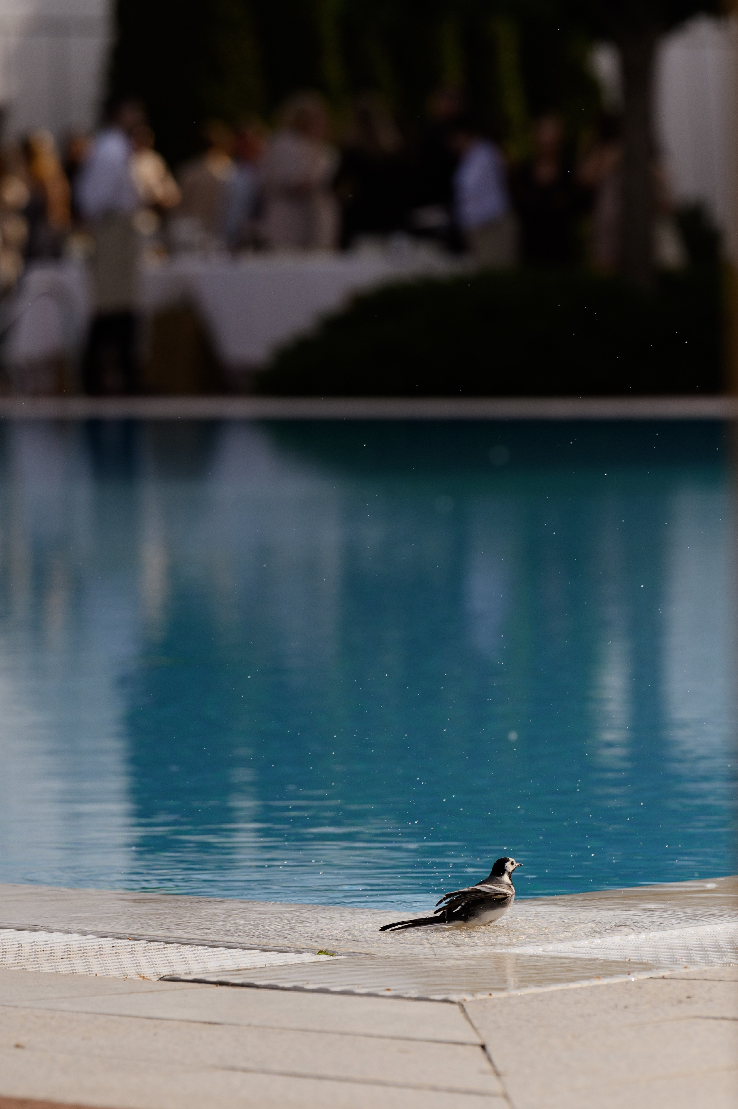 Никита и Ника. Свадебный фотограф и видеограф