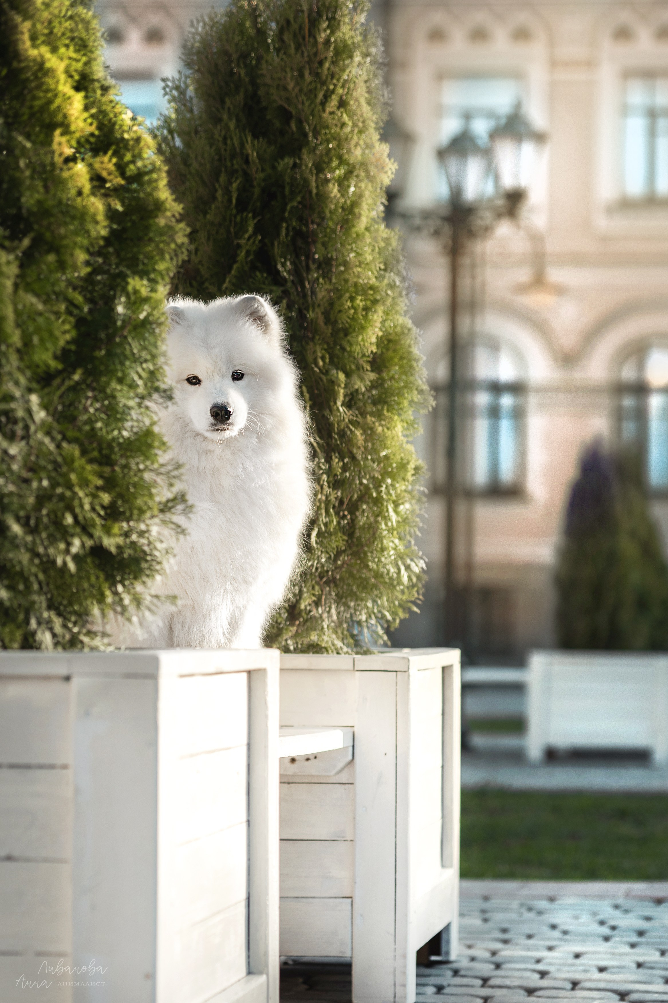 Наташа и Кимми. Фотограф анималист Аня Ливанова | Рыбинск