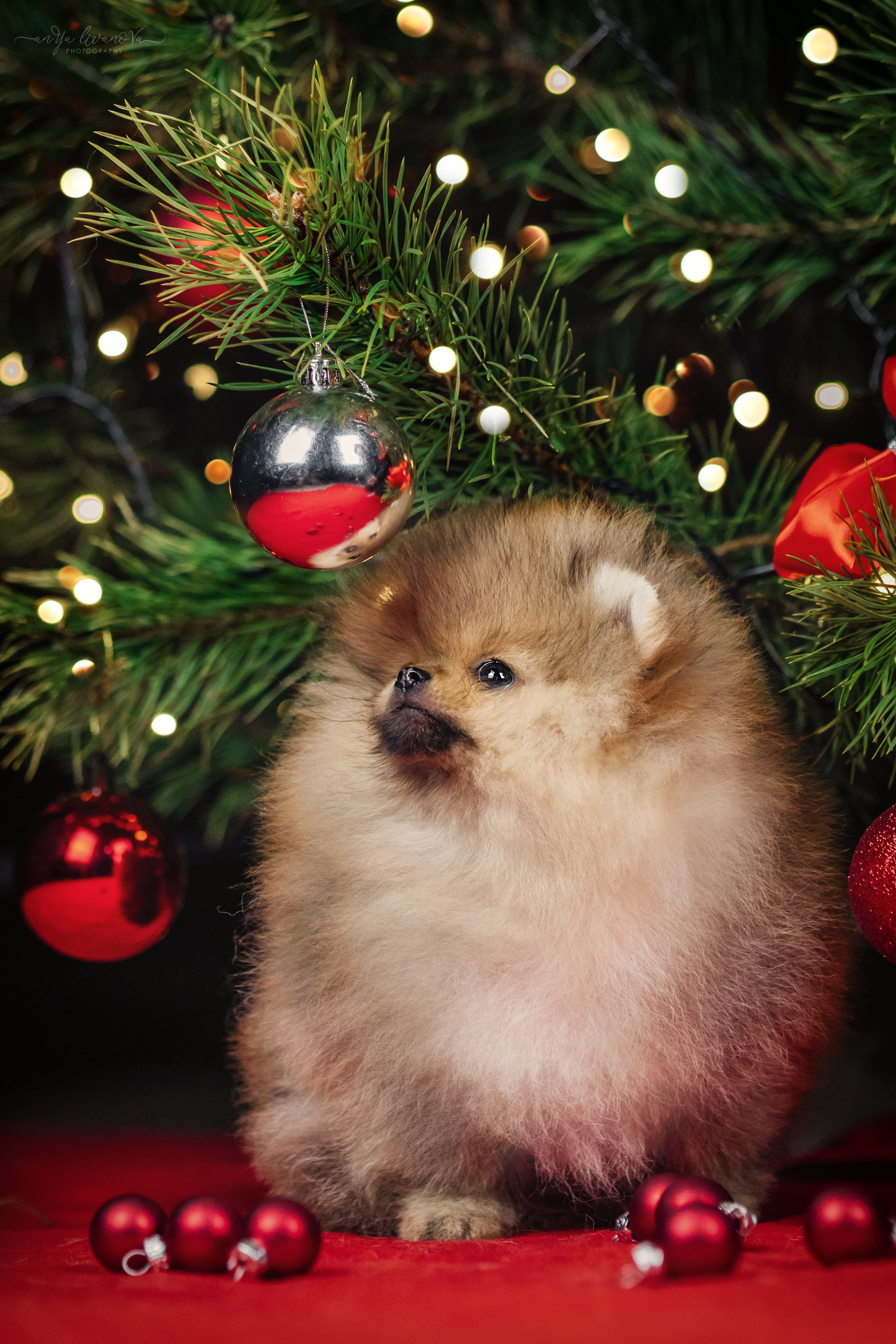 Новогодняя атмосфера в «Simply the Best». Фотограф анималист Аня Ливанова | Рыбинск