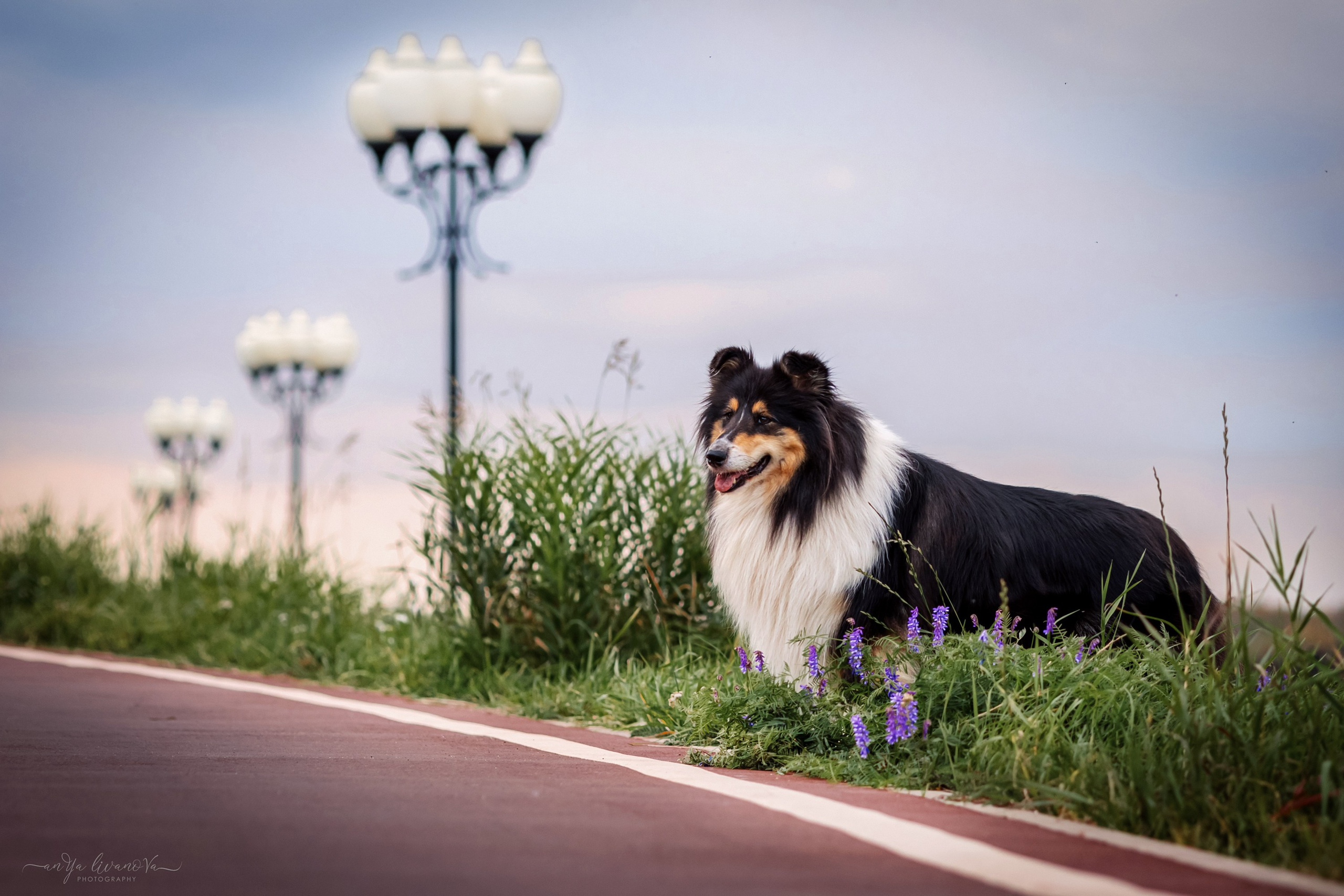 Оля и Вива. Фотограф анималист Аня Ливанова | Рыбинск