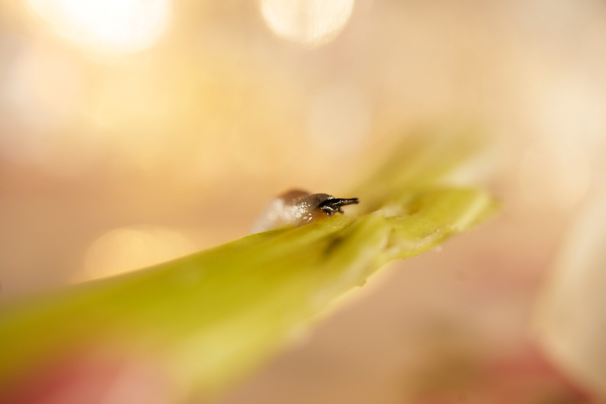 Макросъёмка. Ваш личный фотограф Марина Волкова