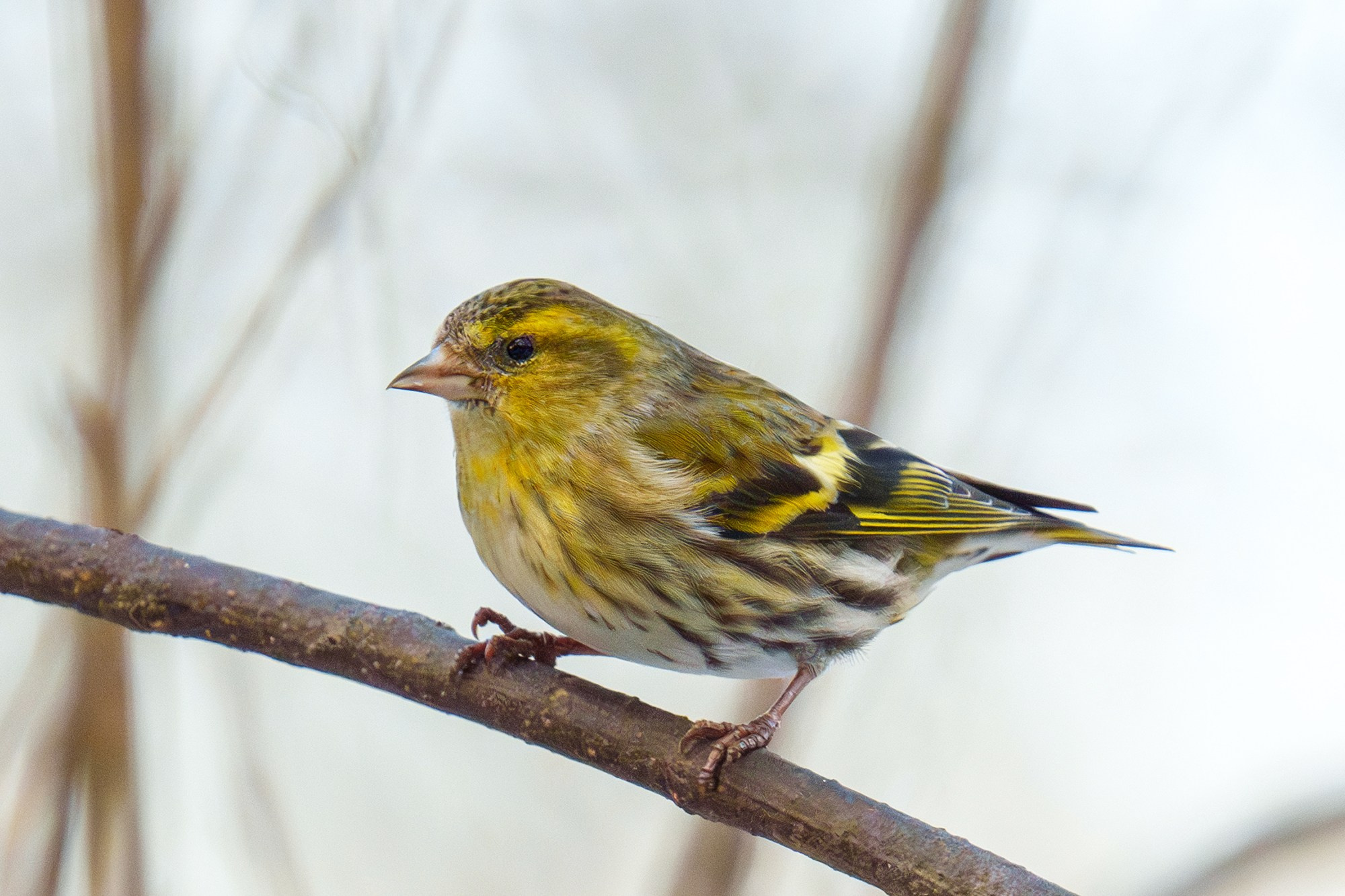 Удивительные мир птиц. Вокруг нас столько прекрасного — присмотритесь!. Ваш личный фотограф Марина Волкова