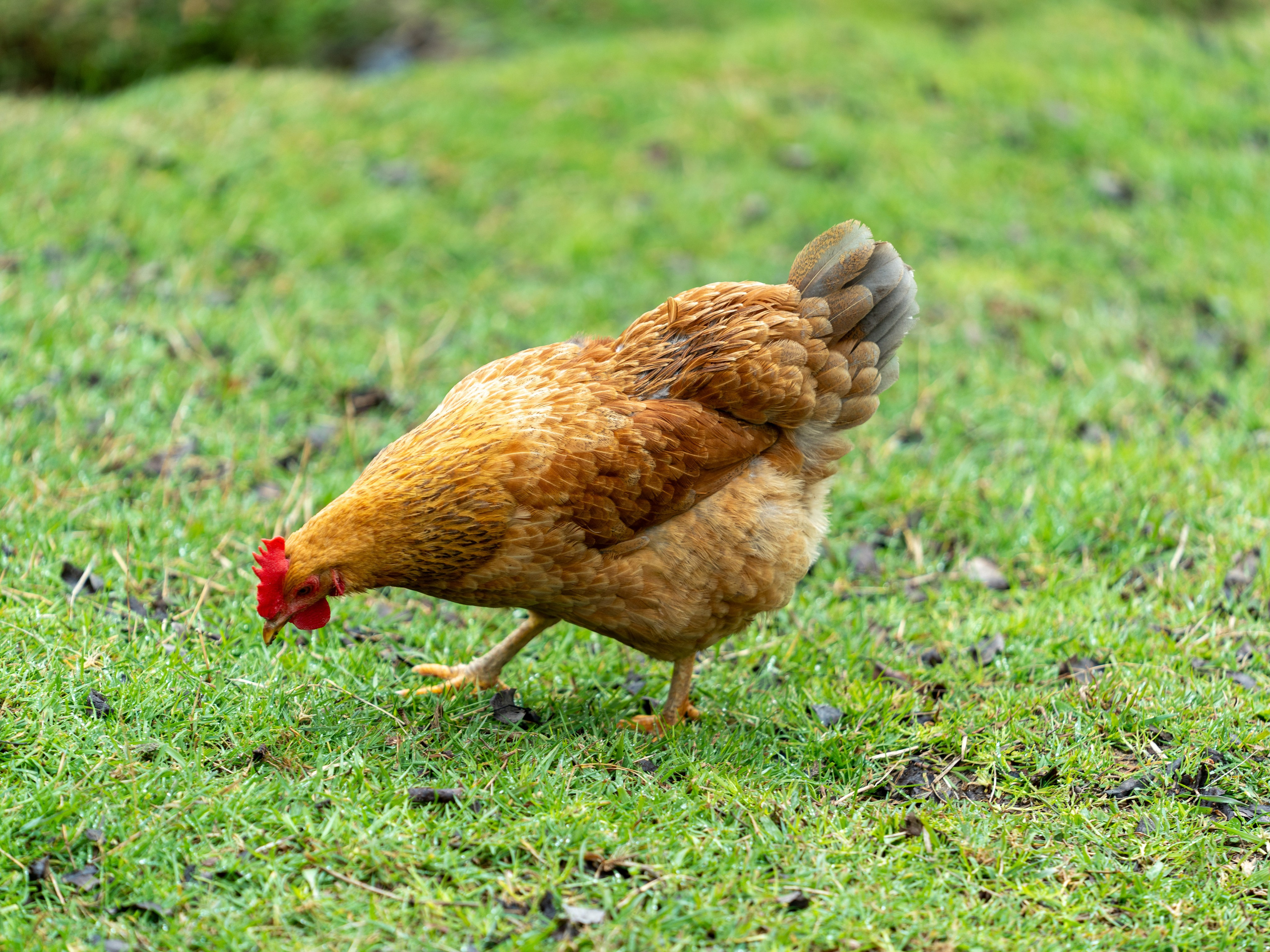 MICE мероприятие на ферме Экзархо. Репортажный фотограф в Красной Поляне и Сочи Павлюченко Екатерина