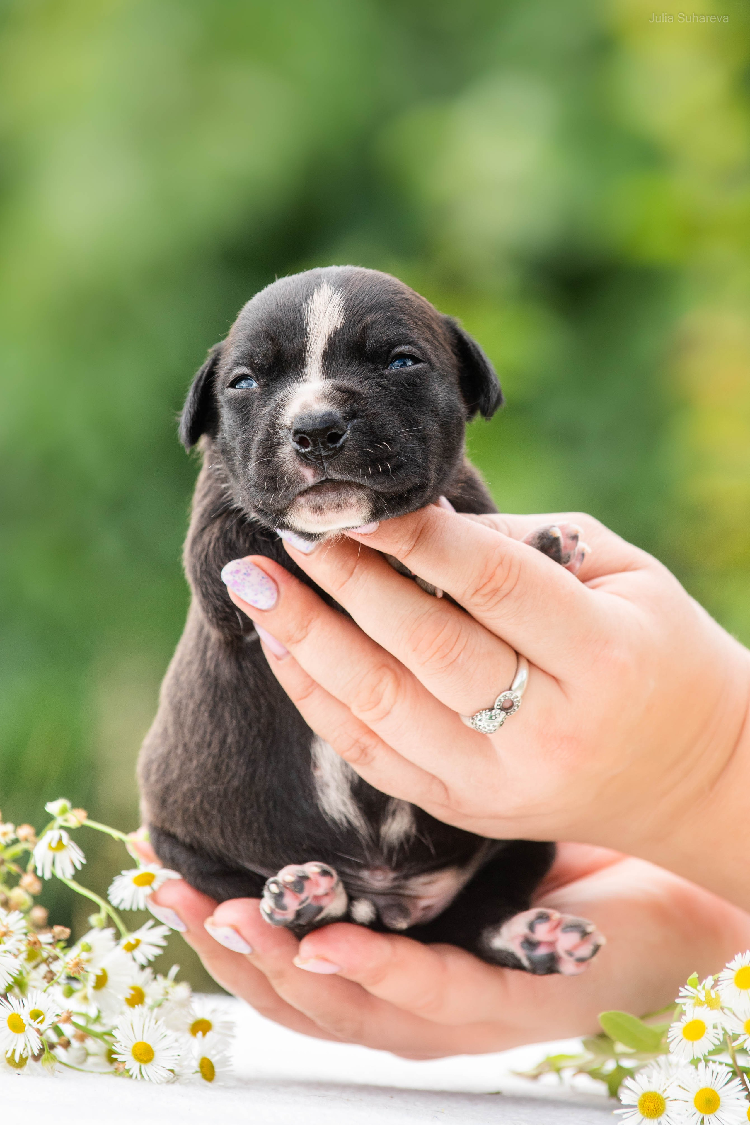 Щенки 2 недели. Главная